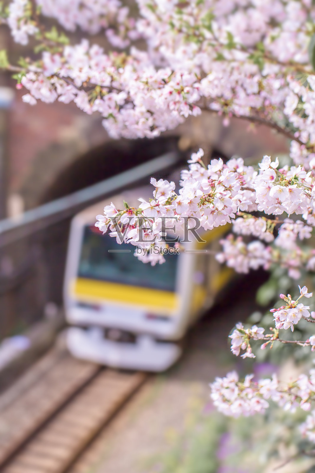 铁路和樱花盛开照片摄影图片