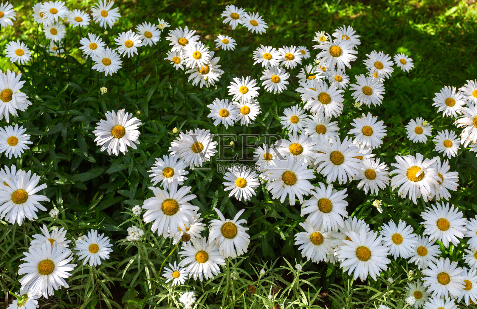 白色洋甘菊花在夏季作为自然花背景照片摄影图片