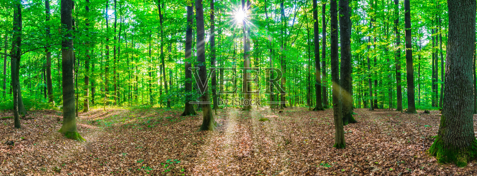 森林树木全景与阳光照片摄影图片