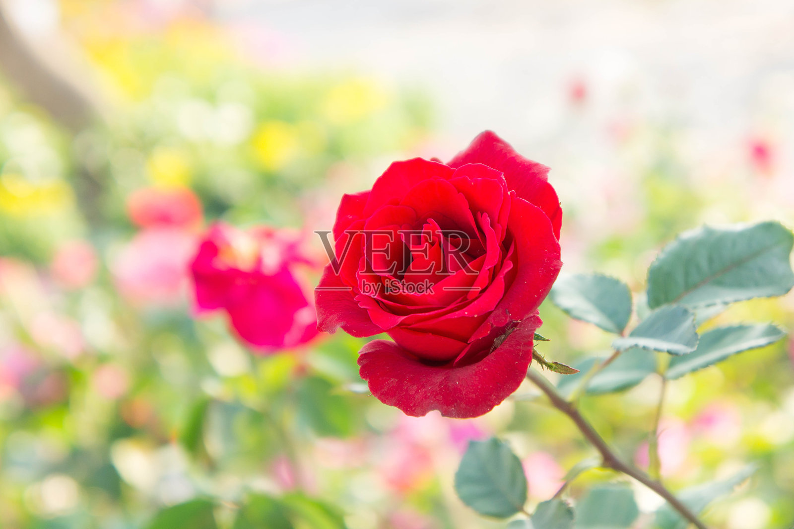 花园里的红玫瑰花，五颜六色的玫瑰照片摄影图片