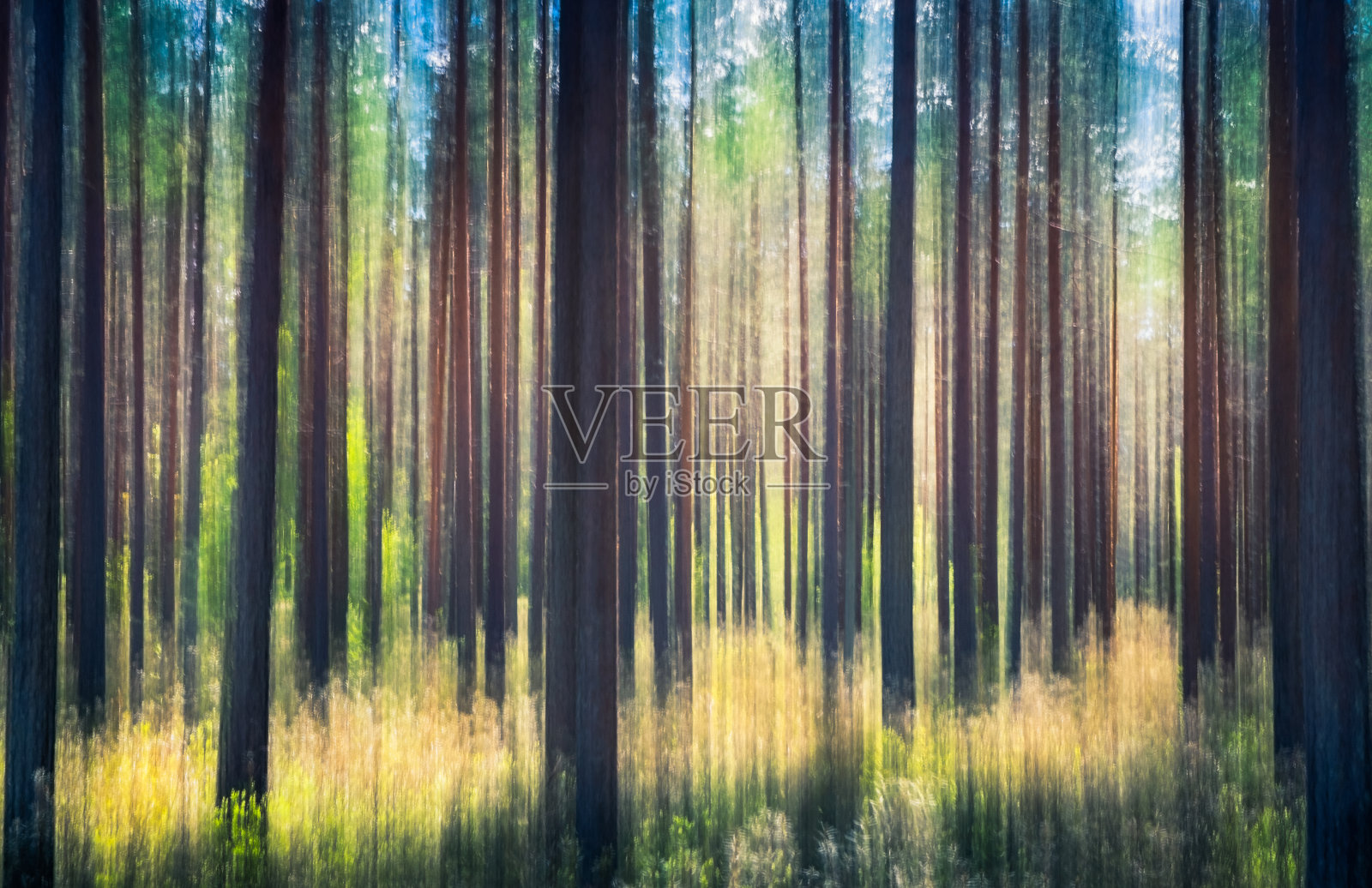 窃窃私语的树木。这种效果是通过摆动摄像机得到的。这张照片摄于晴朗的夏日，在芬兰的松林Nurmijärvi照片摄影图片