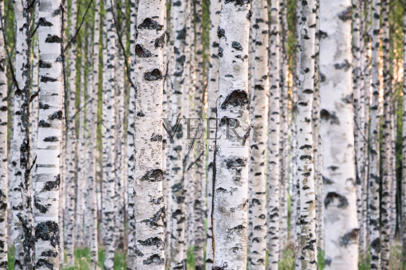 白天森林里有许多桦树照片摄影图片
