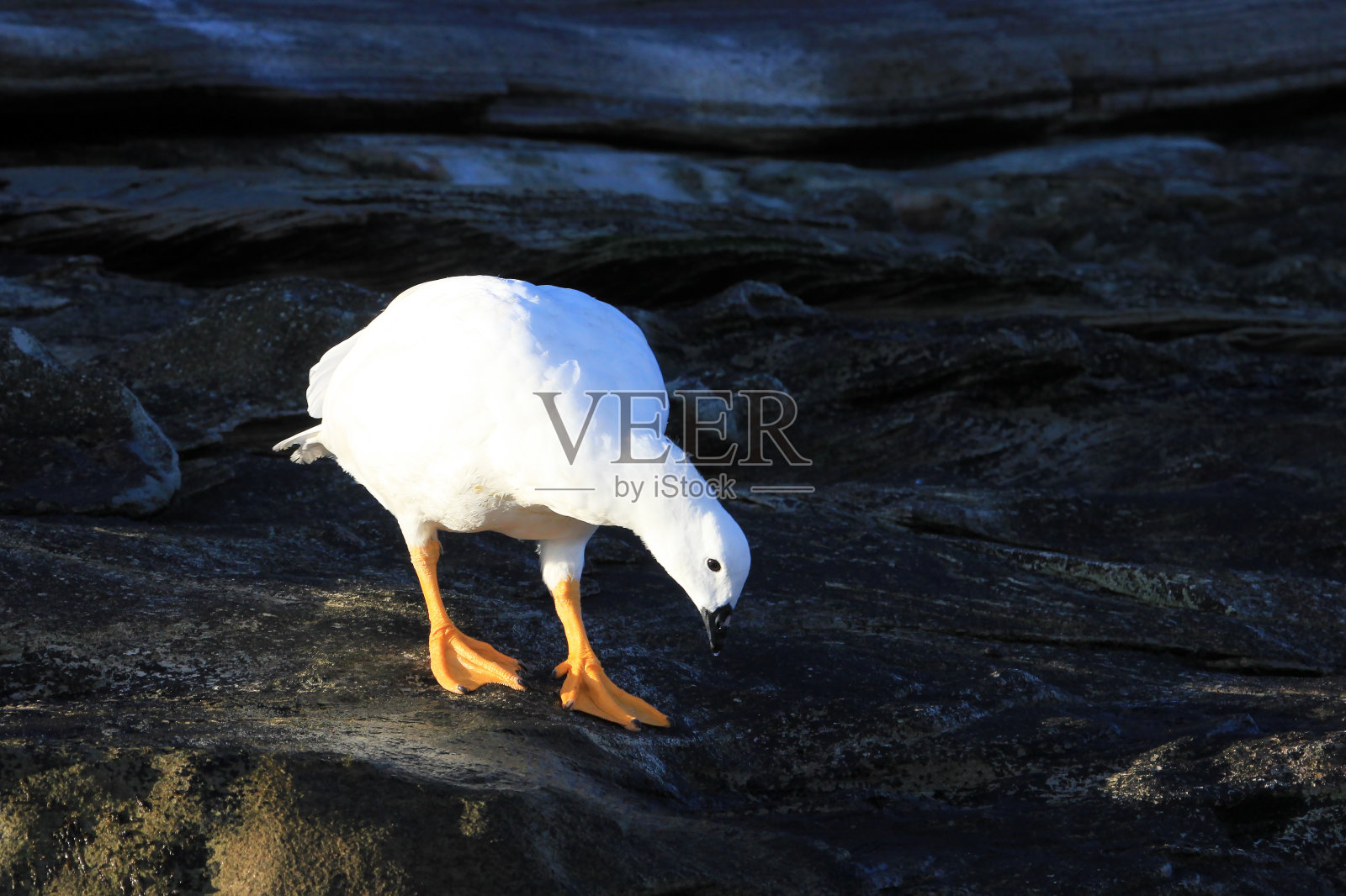 福克兰群岛的雄性褐藻鹅照片摄影图片