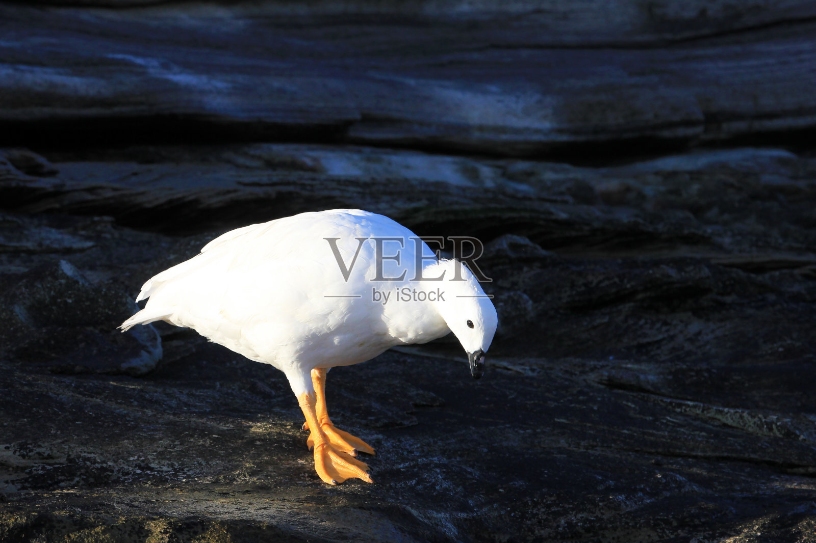 福克兰群岛的雄性褐藻鹅照片摄影图片