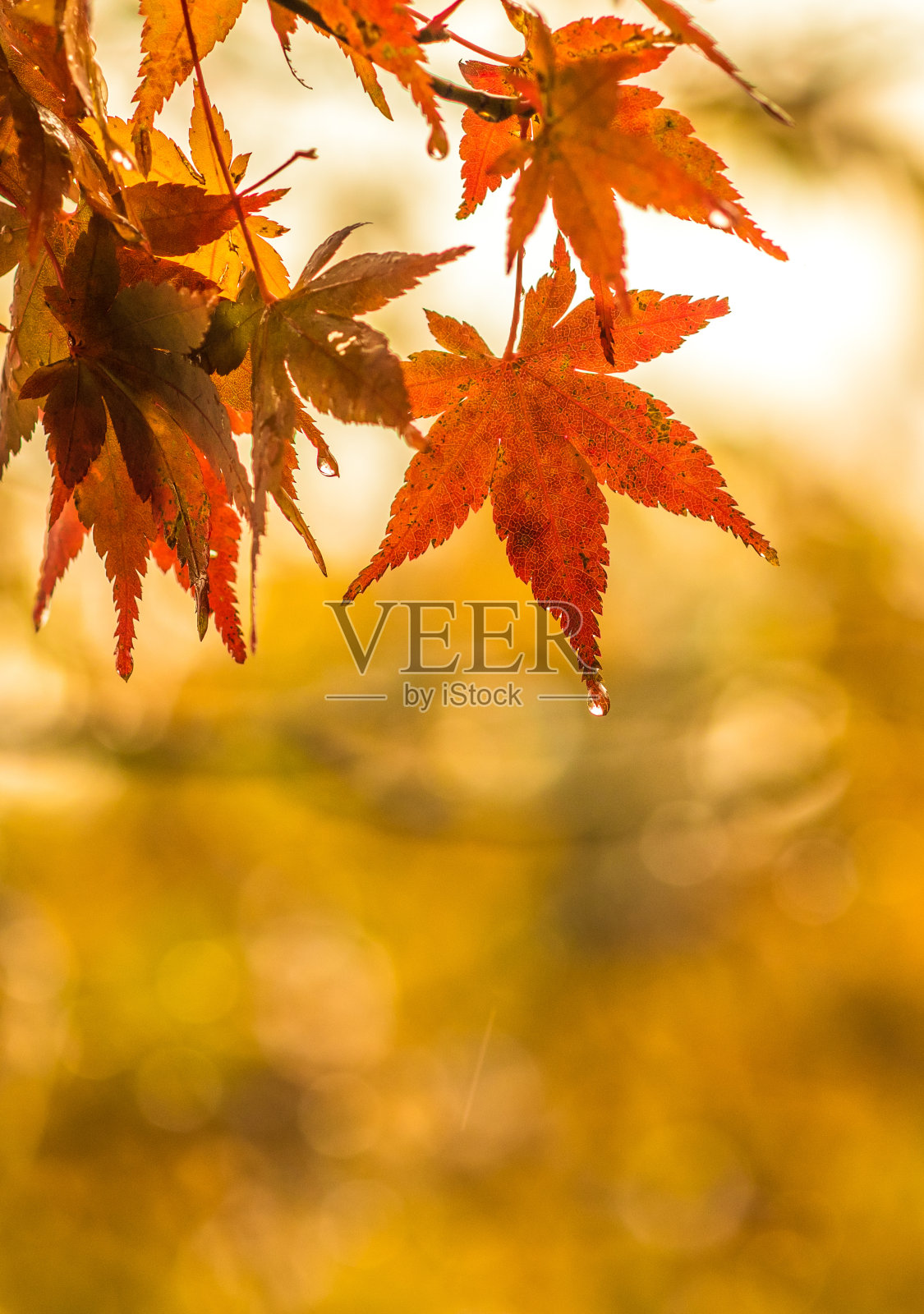 秋天的背景，微微散焦红色大理石叶与水珠照片摄影图片