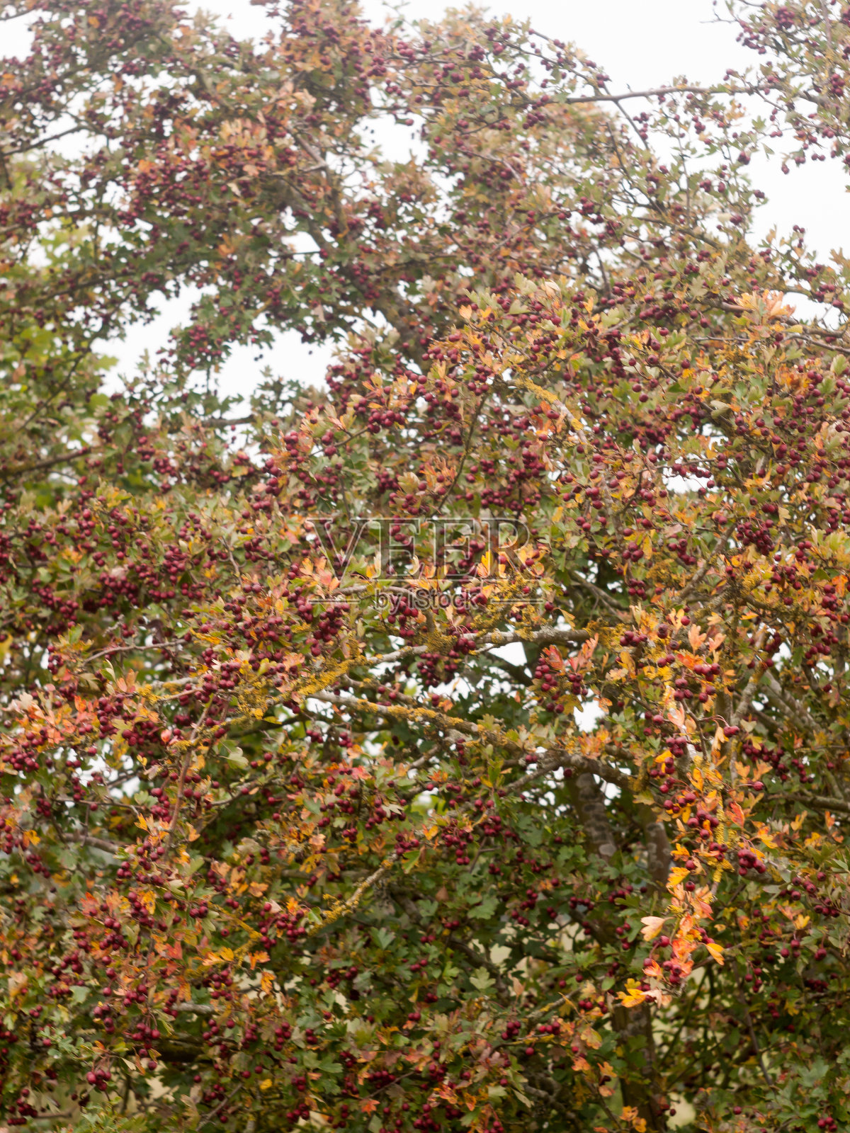 秋天树上的一丛红色山楂照片摄影图片