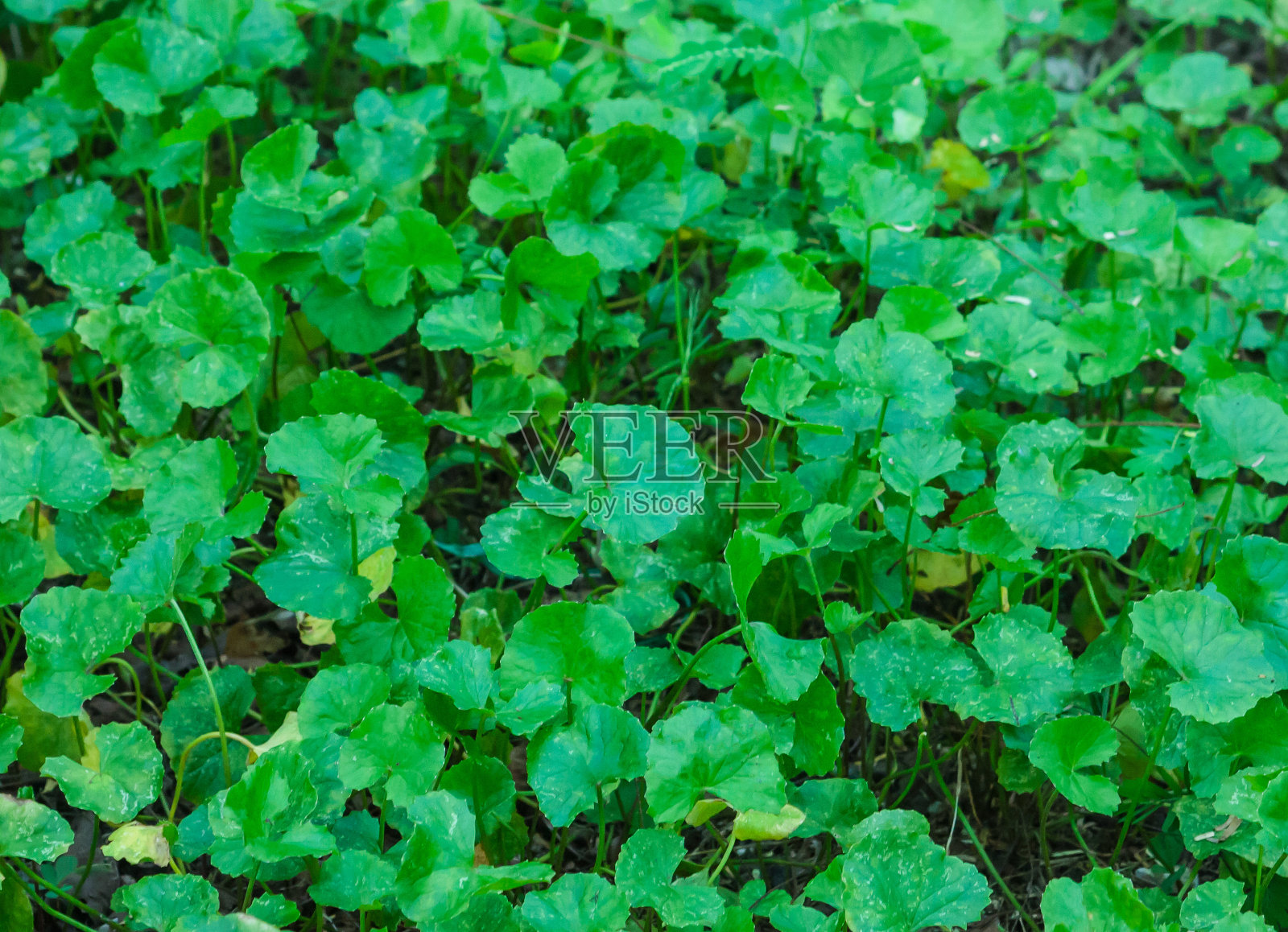 亚洲蕨属植物的叶子照片摄影图片