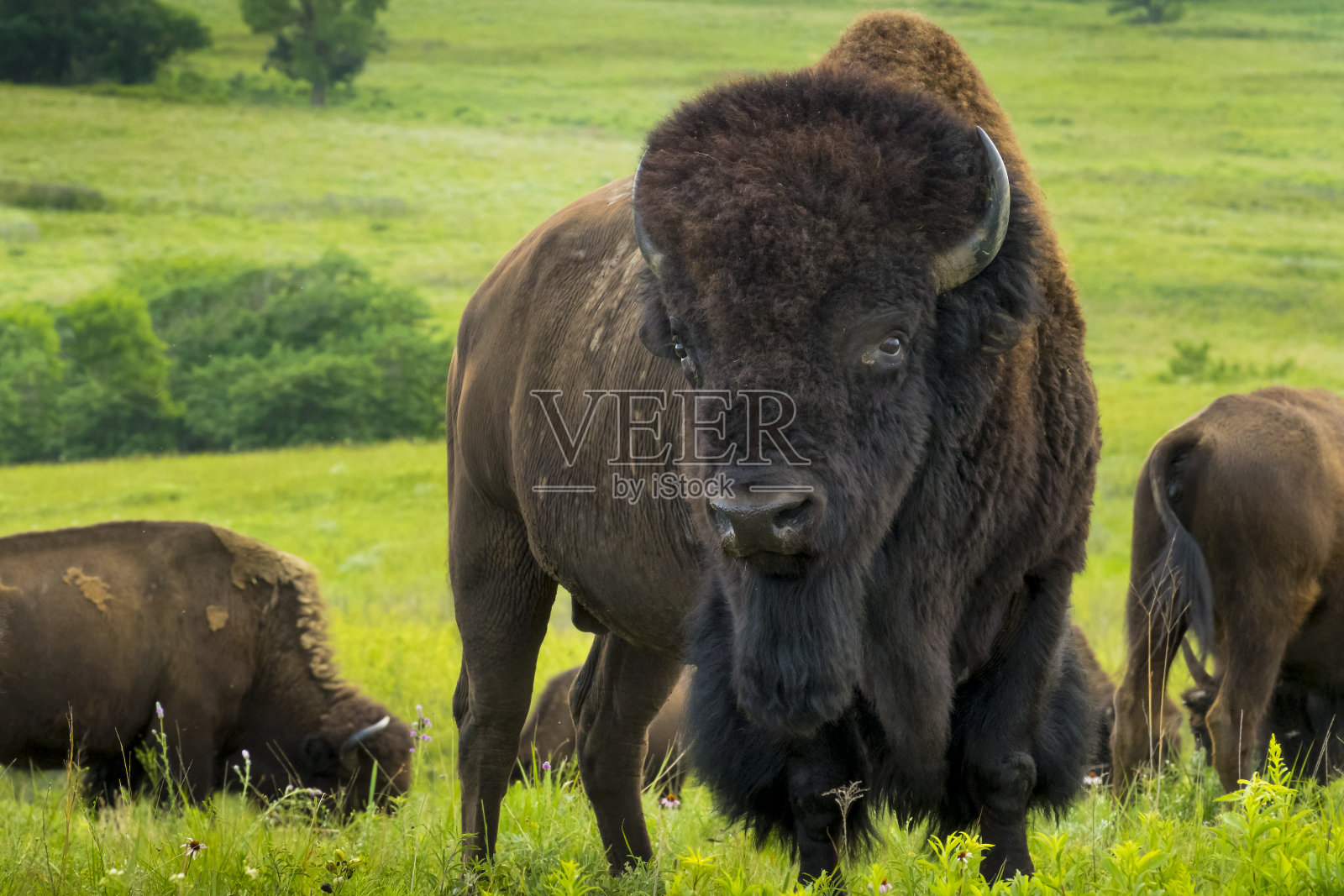 堪萨斯平原上令人印象深刻的美国野牛肖像照片摄影图片
