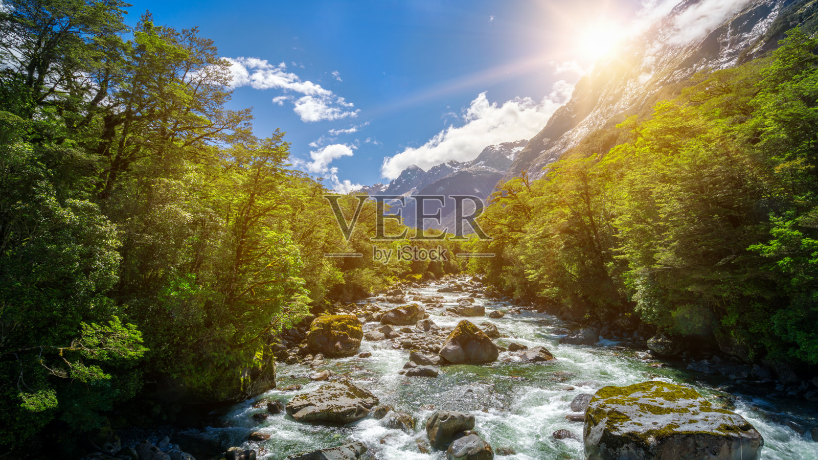 新西兰热带雨林中的岩石河景观照片摄影图片
