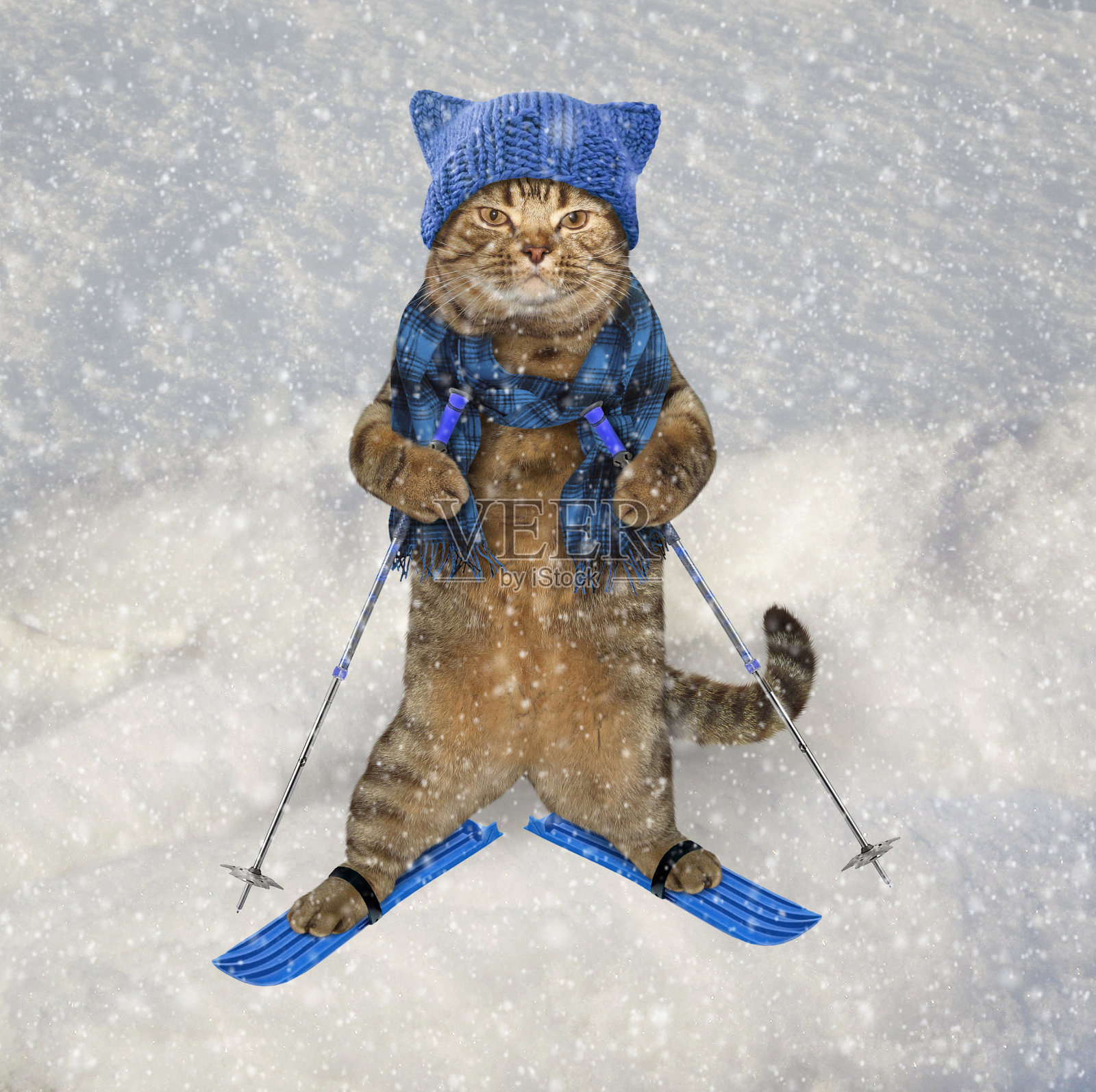 滑雪上戴着编织帽的猫照片摄影图片
