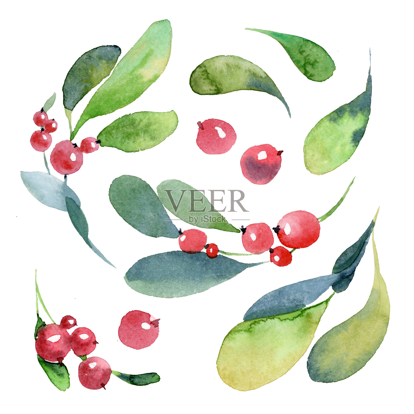 水彩插图。圣诞套上绿色的黄杨树枝，树叶和红色的浆果孤立在白色的背景上插画图片素材