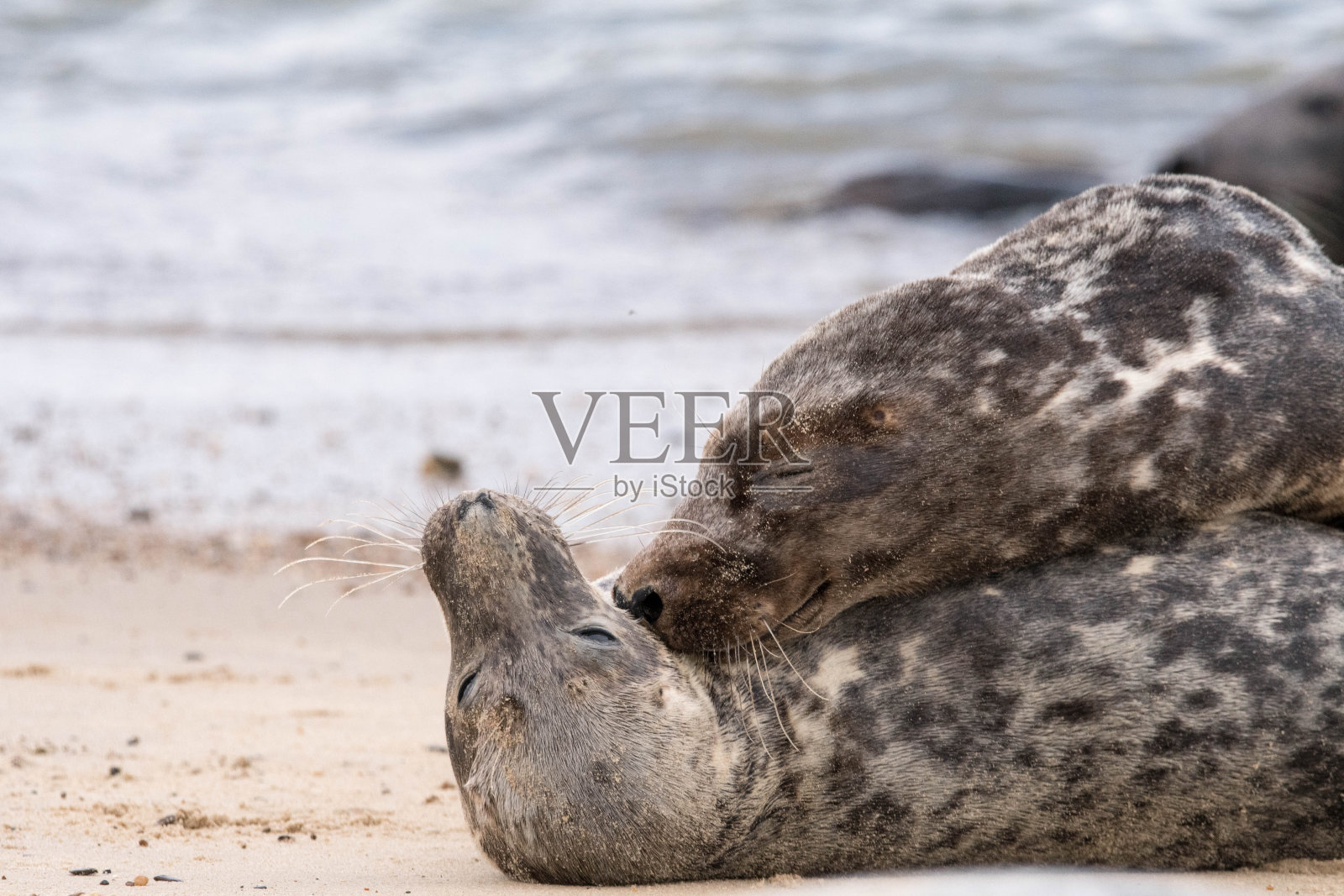 一对可爱有趣的海豹在海滩上打架照片摄影图片