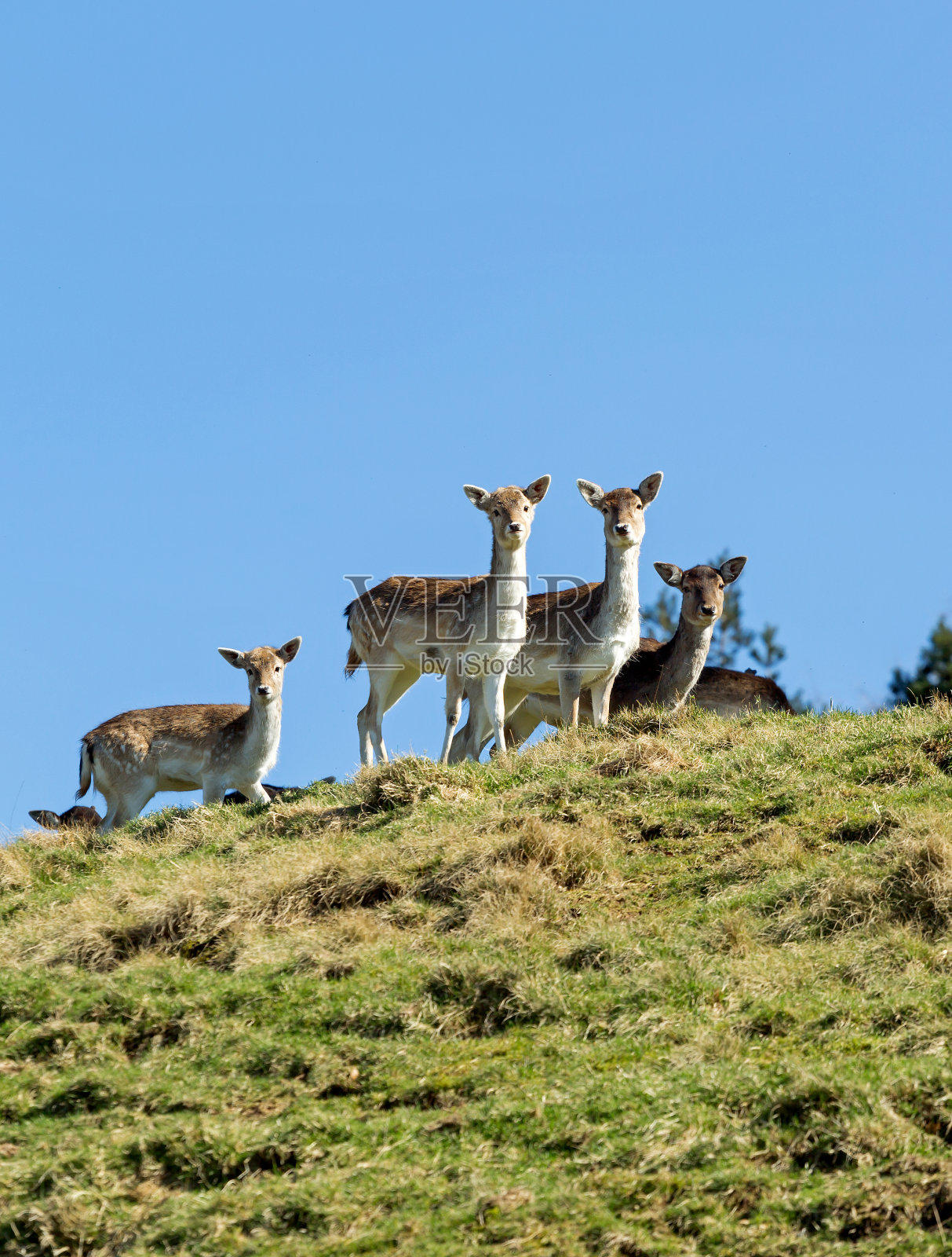 山顶上的小鹿照片摄影图片