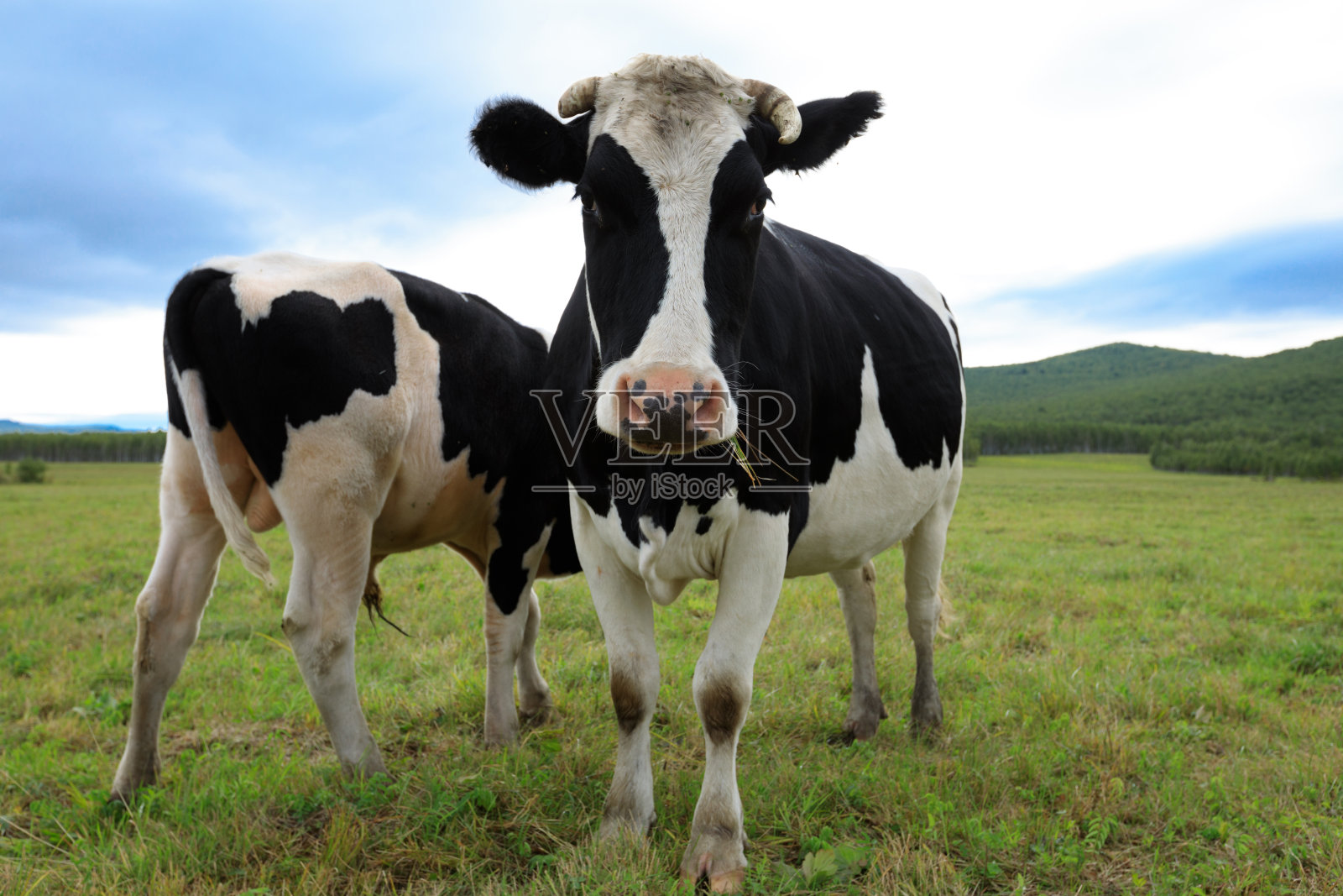 草原上的奶牛好奇地看着摄像机照片摄影图片