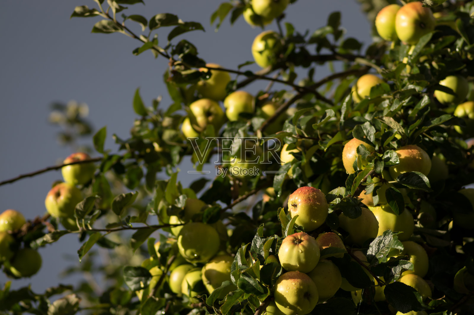 一棵苹果树的树枝，在叶子上结着果实照片摄影图片