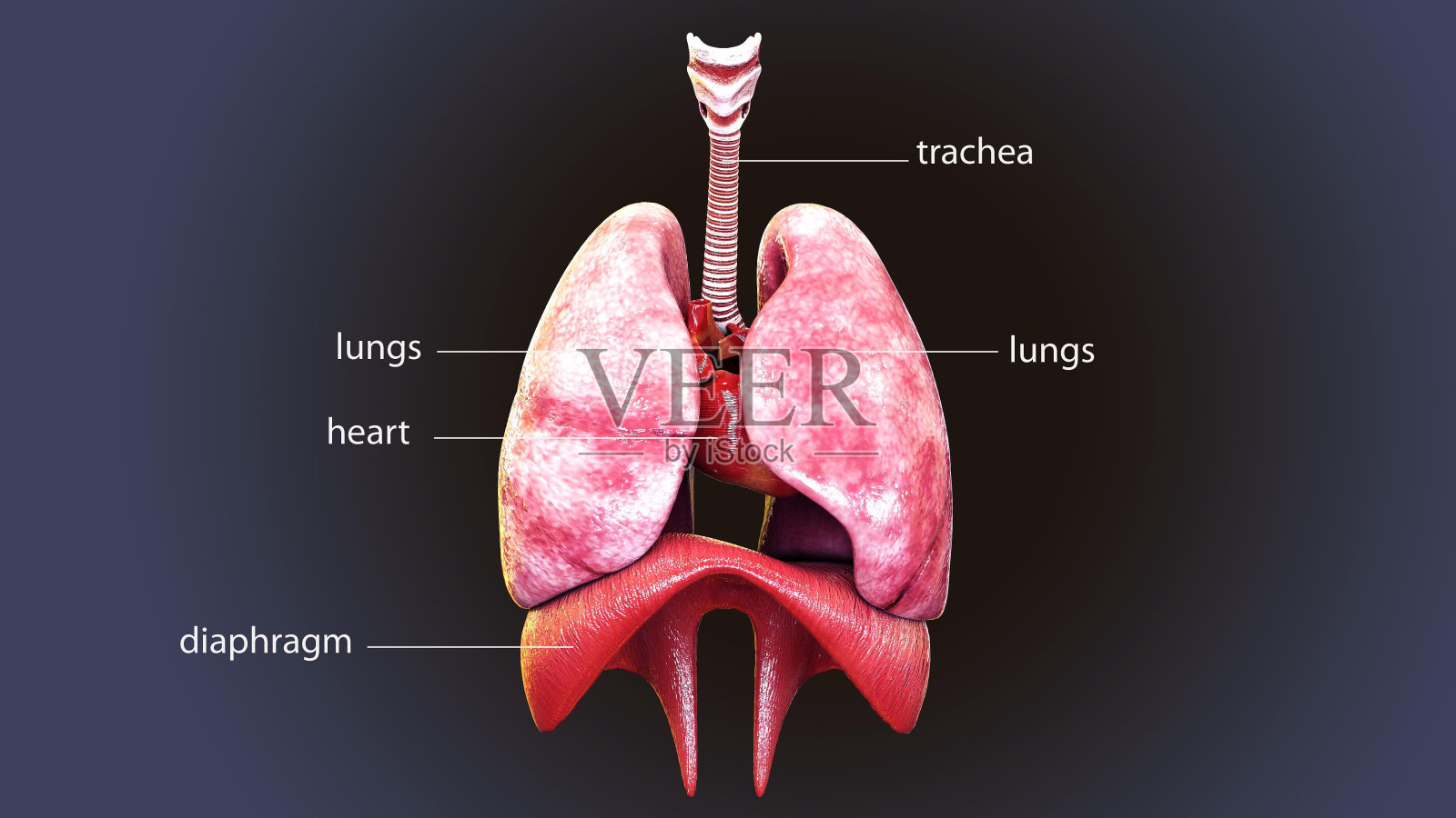 人体肺解剖的3d插图照片摄影图片