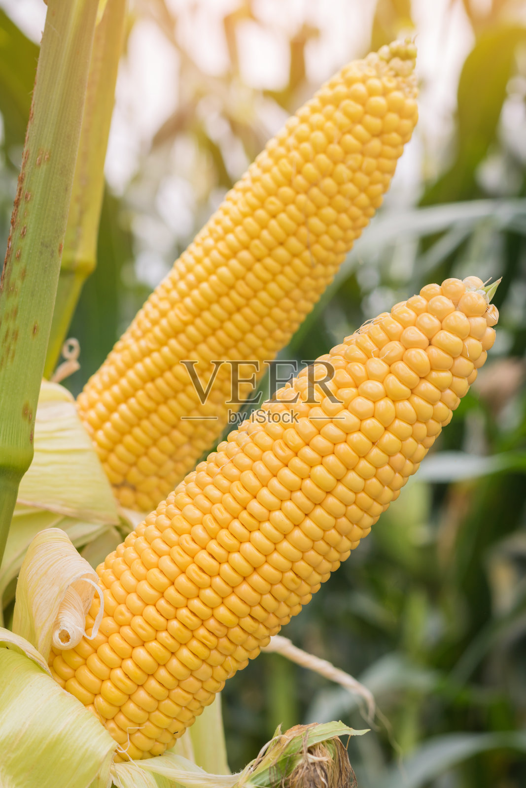 在大田种植的玉米准备收获。照片摄影图片