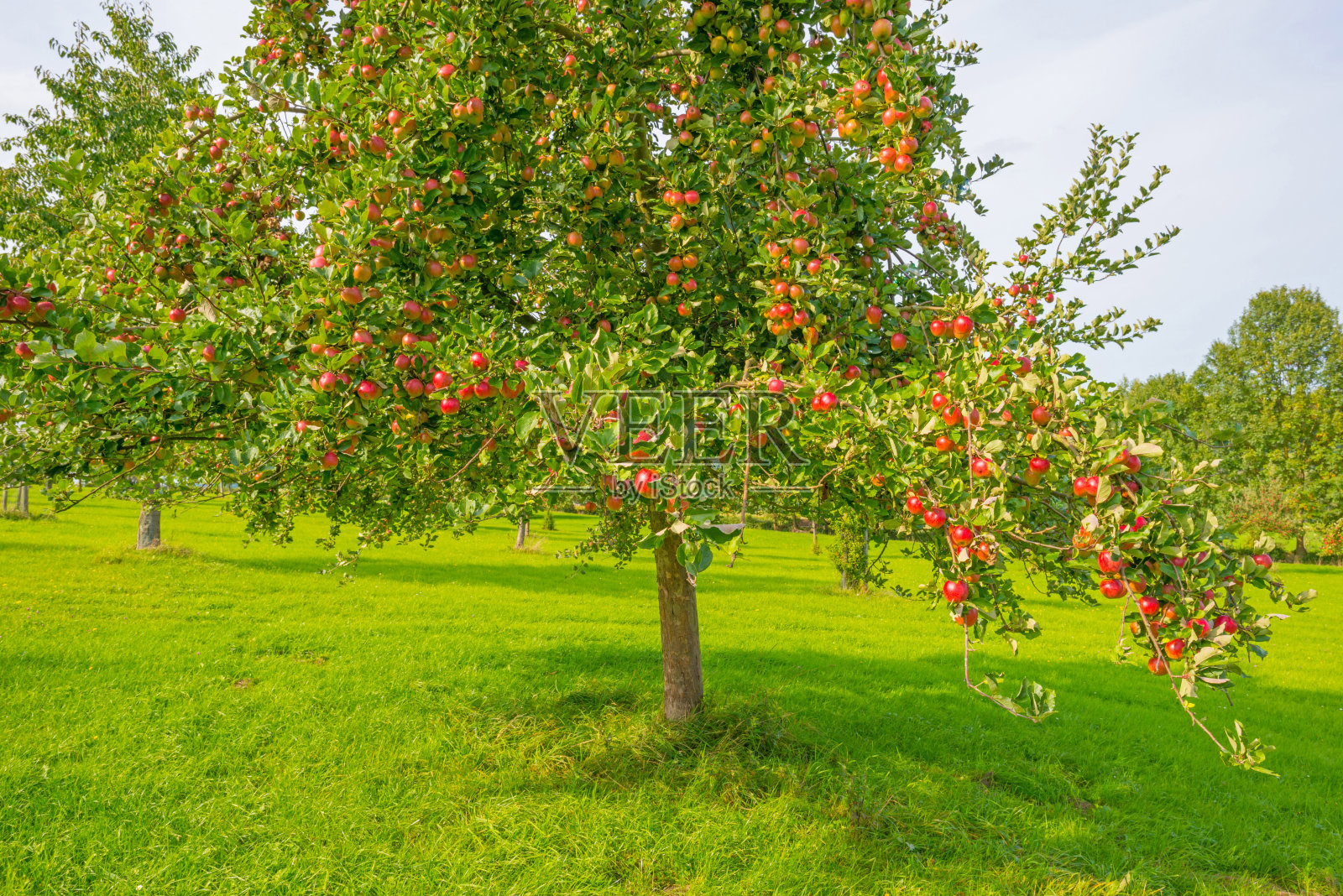 秋天阳光明媚的果园里的果树照片摄影图片