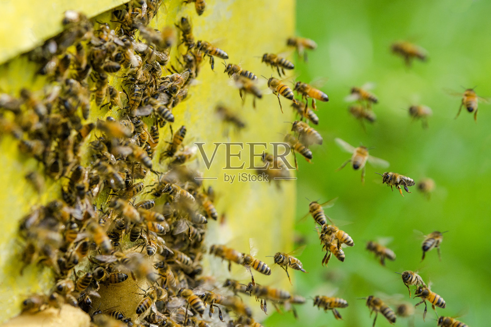 蜜蜂进入蜂巢照片摄影图片