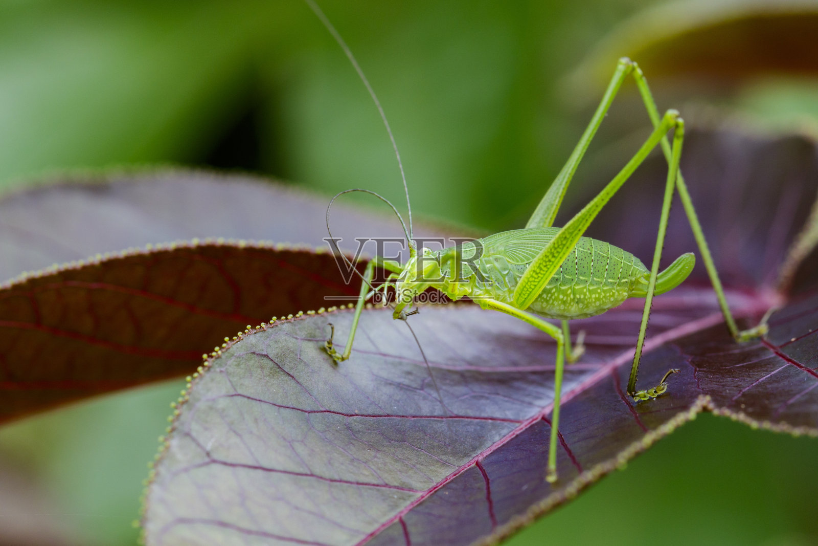 螽斯科(螽斯科)通常被称为螽斯科或灌木蟋蟀。昆虫。动物照片摄影图片