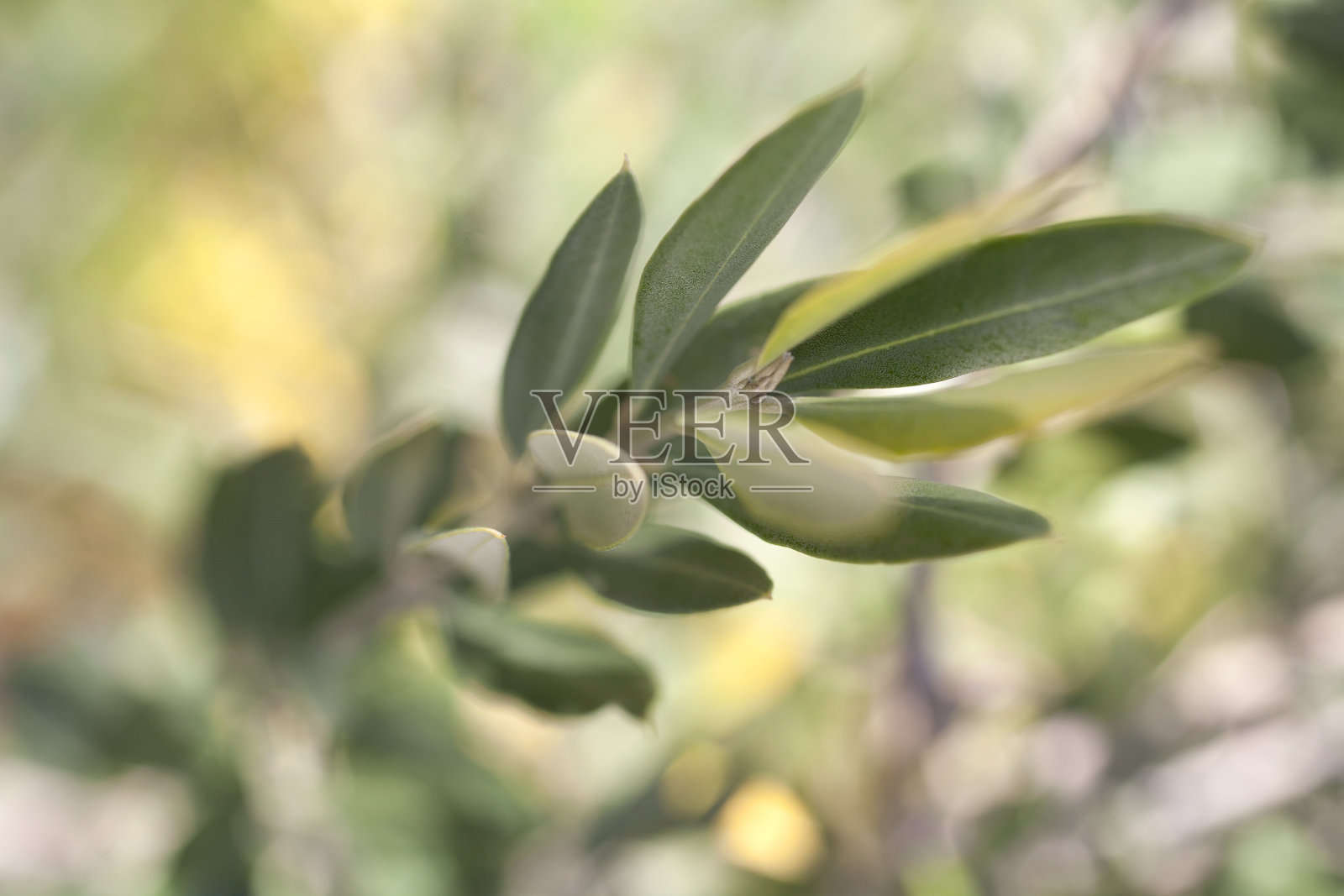 橄榄枝照片摄影图片
