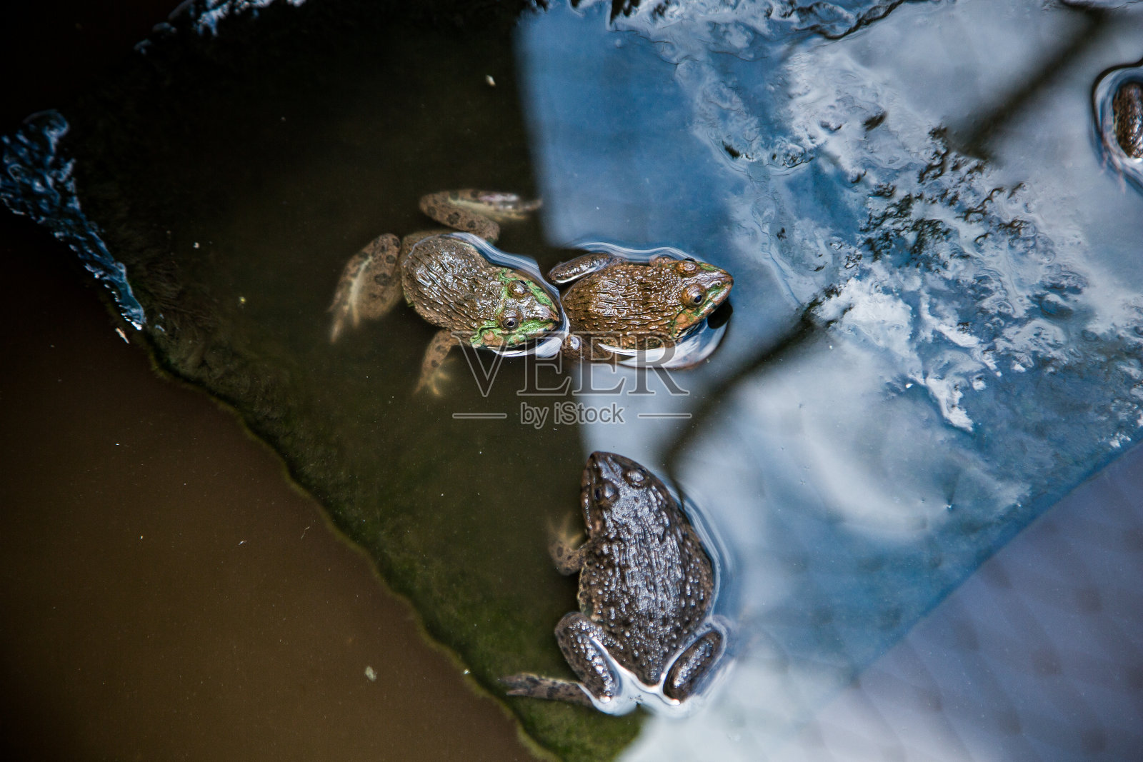 在泰国一个青蛙农场的池塘里发现了许多青蛙。照片摄影图片