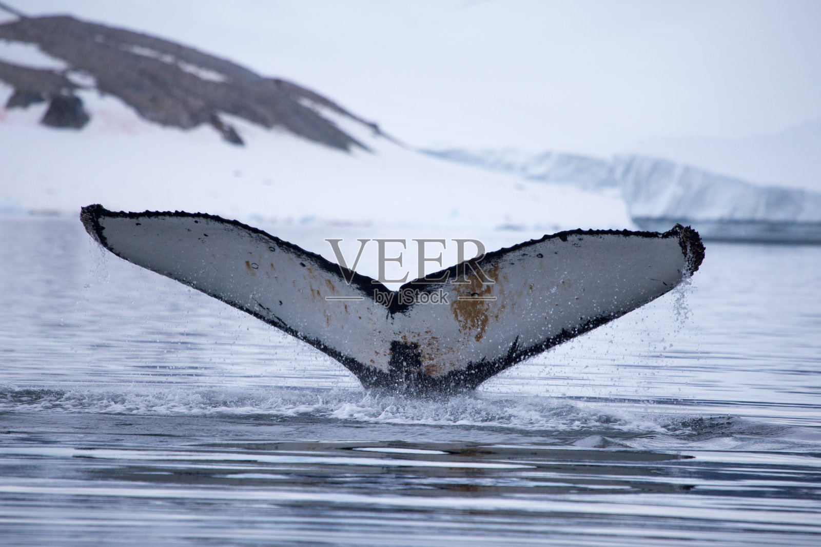 一头座头鲸潜入水中照片摄影图片