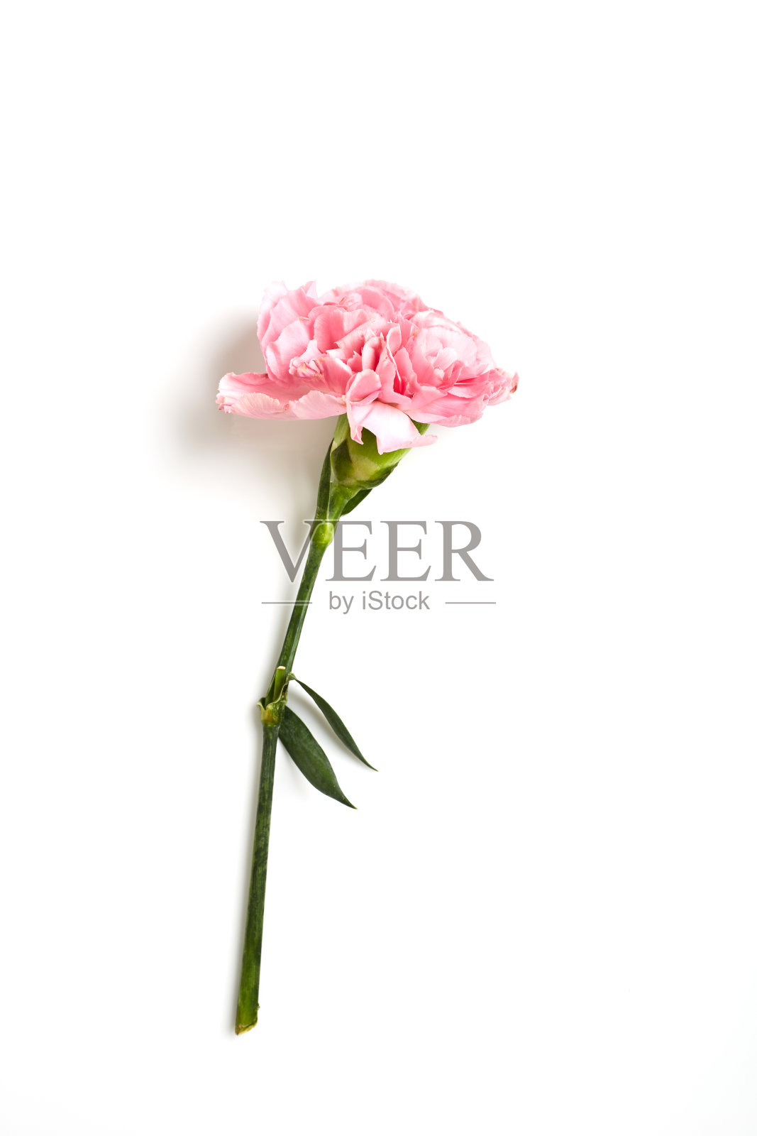 白色背景上的粉红色康乃馨花照片摄影图片