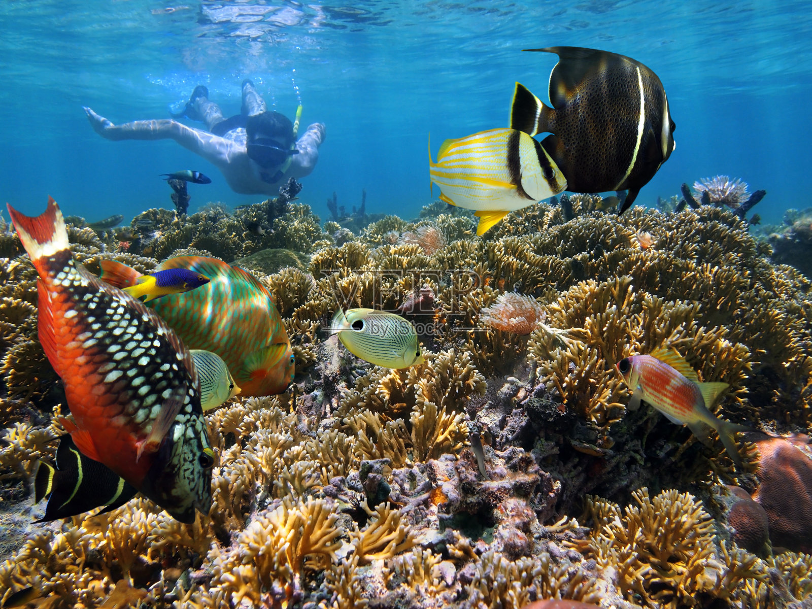 珊瑚花园浮潜照片摄影图片
