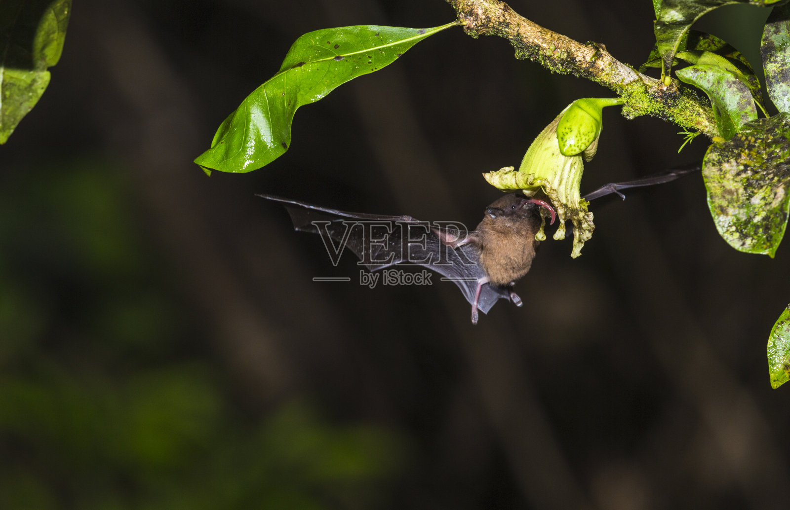 杰夫罗伊的无尾蝙蝠，阿古拉·杰夫罗伊照片摄影图片