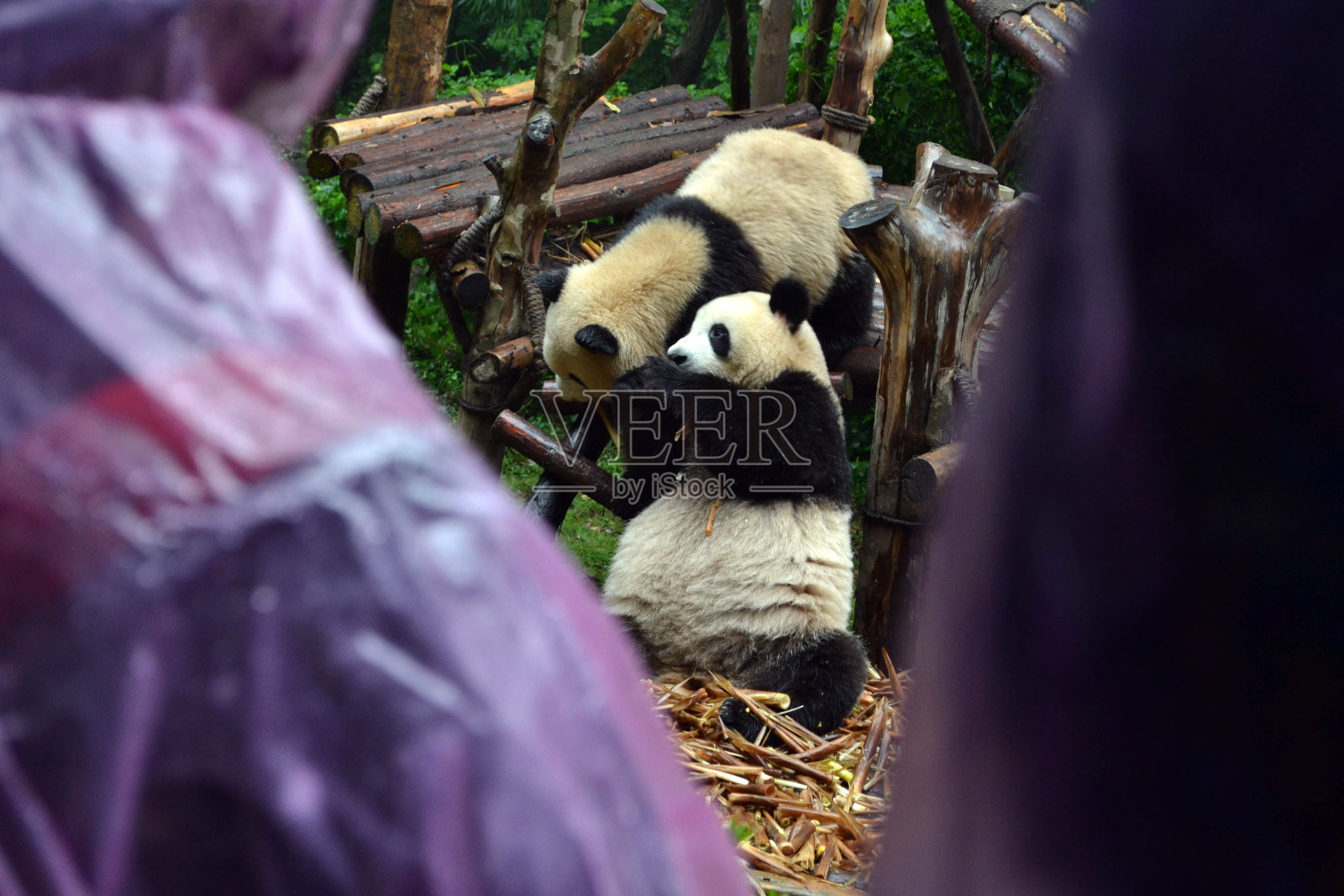 熊猫:可以说是成都的象征，甚至是四川省的象征照片摄影图片