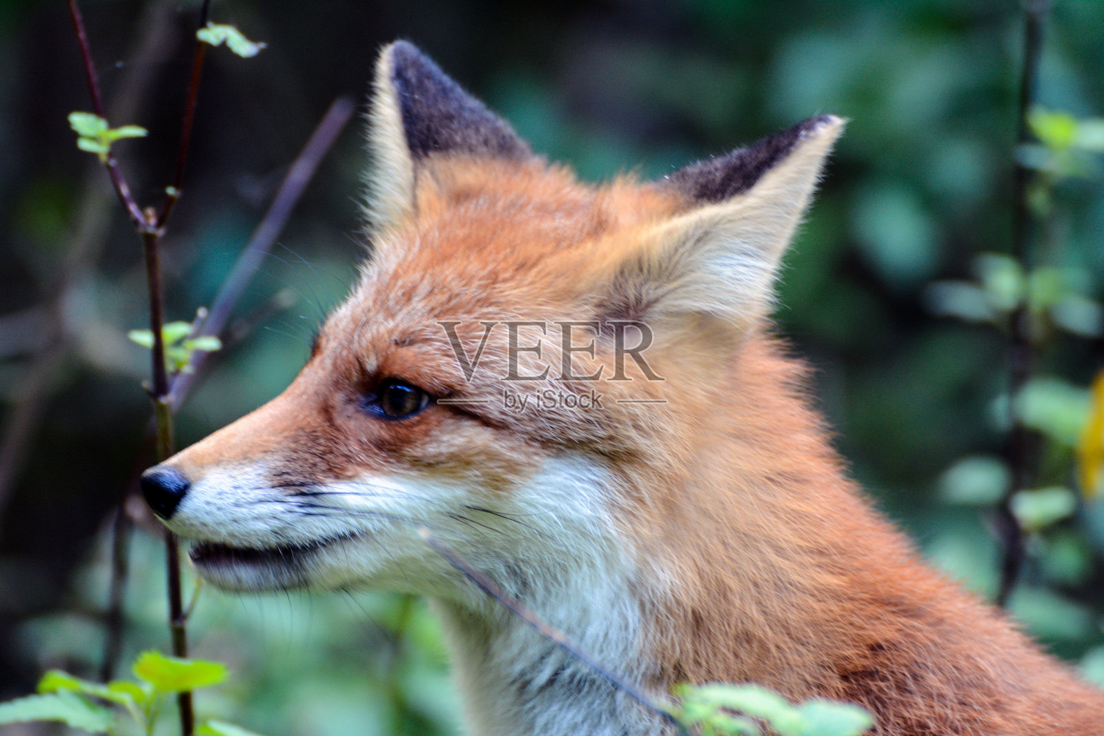 红狐狸照片摄影图片