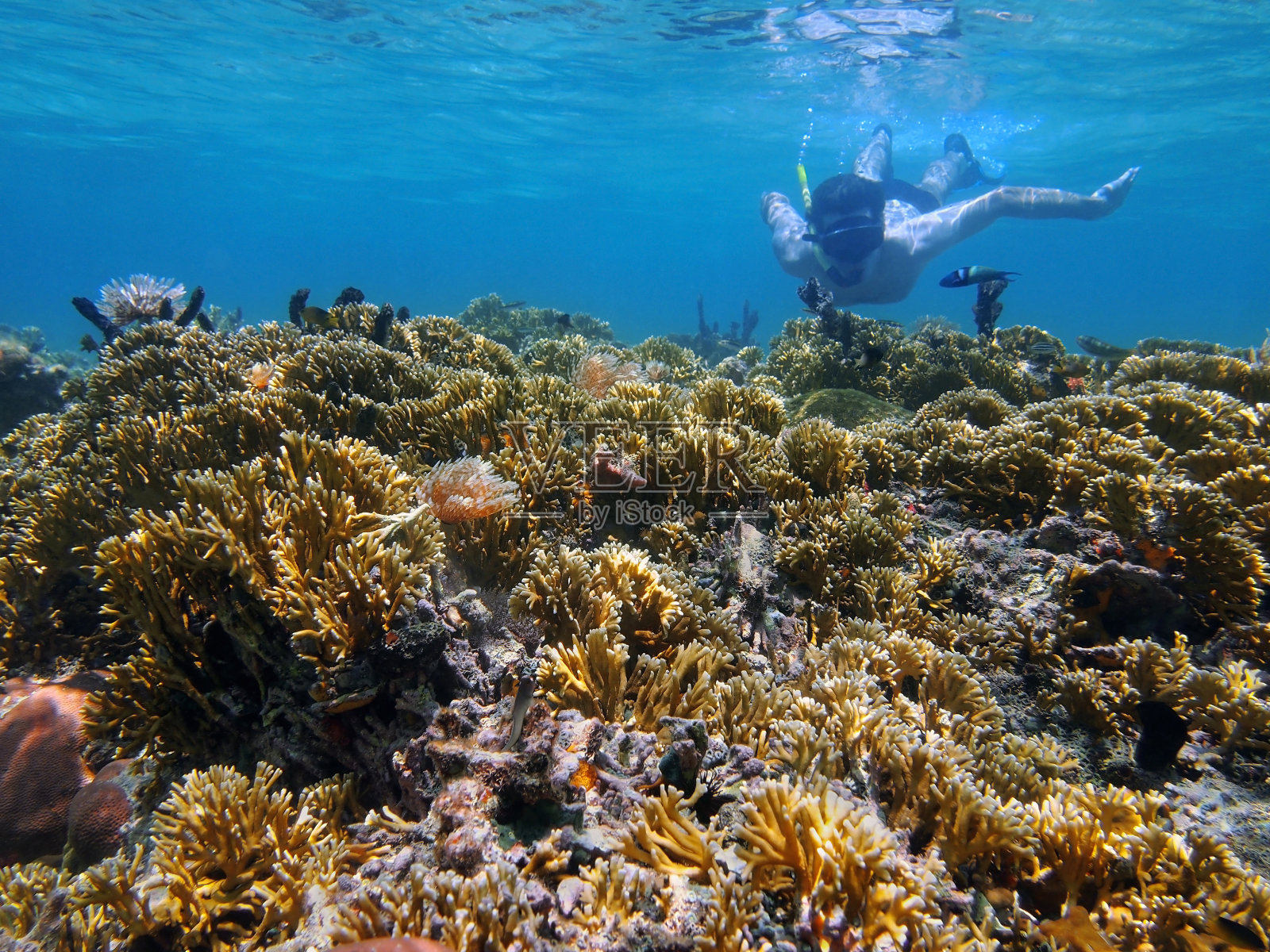 人水下浮潜在浅珊瑚礁照片摄影图片