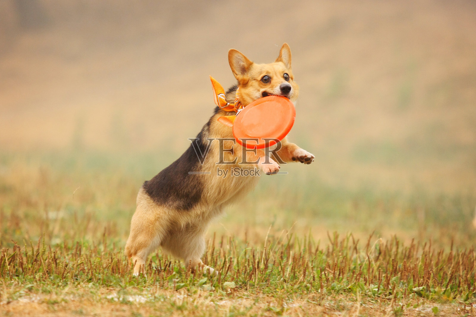 一只威尔士柯基犬在田野里追逐飞盘照片摄影图片
