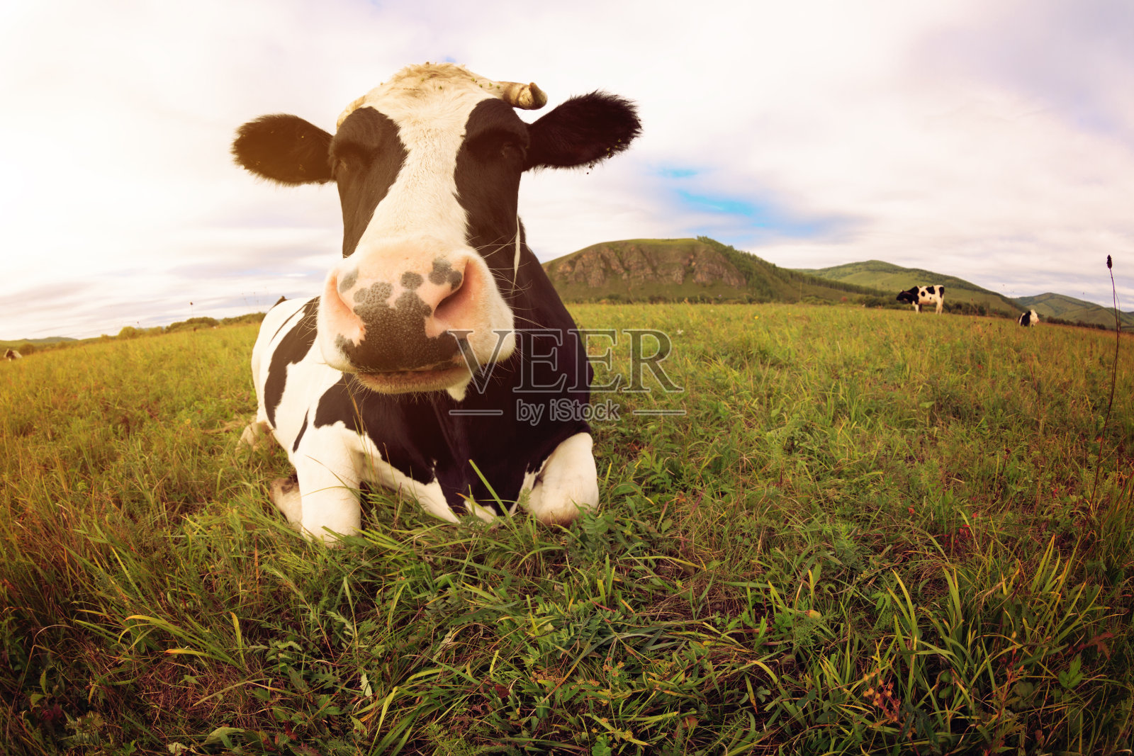 草原上的奶牛好奇地看着摄像机照片摄影图片