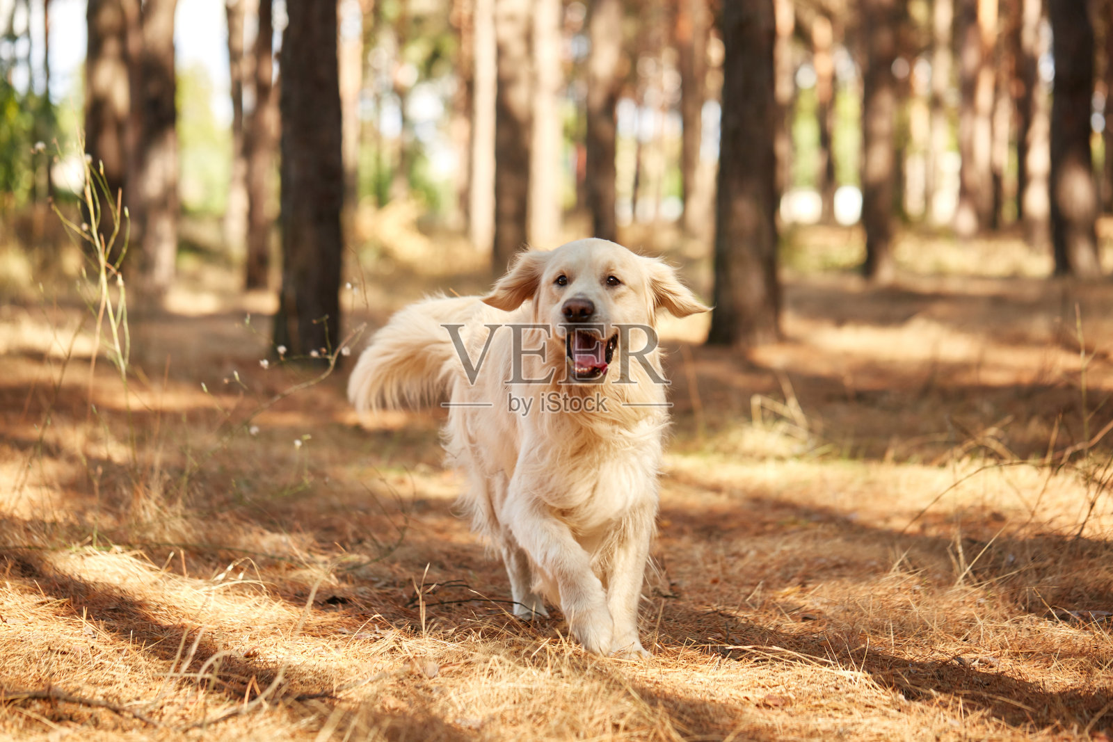 这只狗是森林里的拉布拉多犬。友好的狗。照片摄影图片