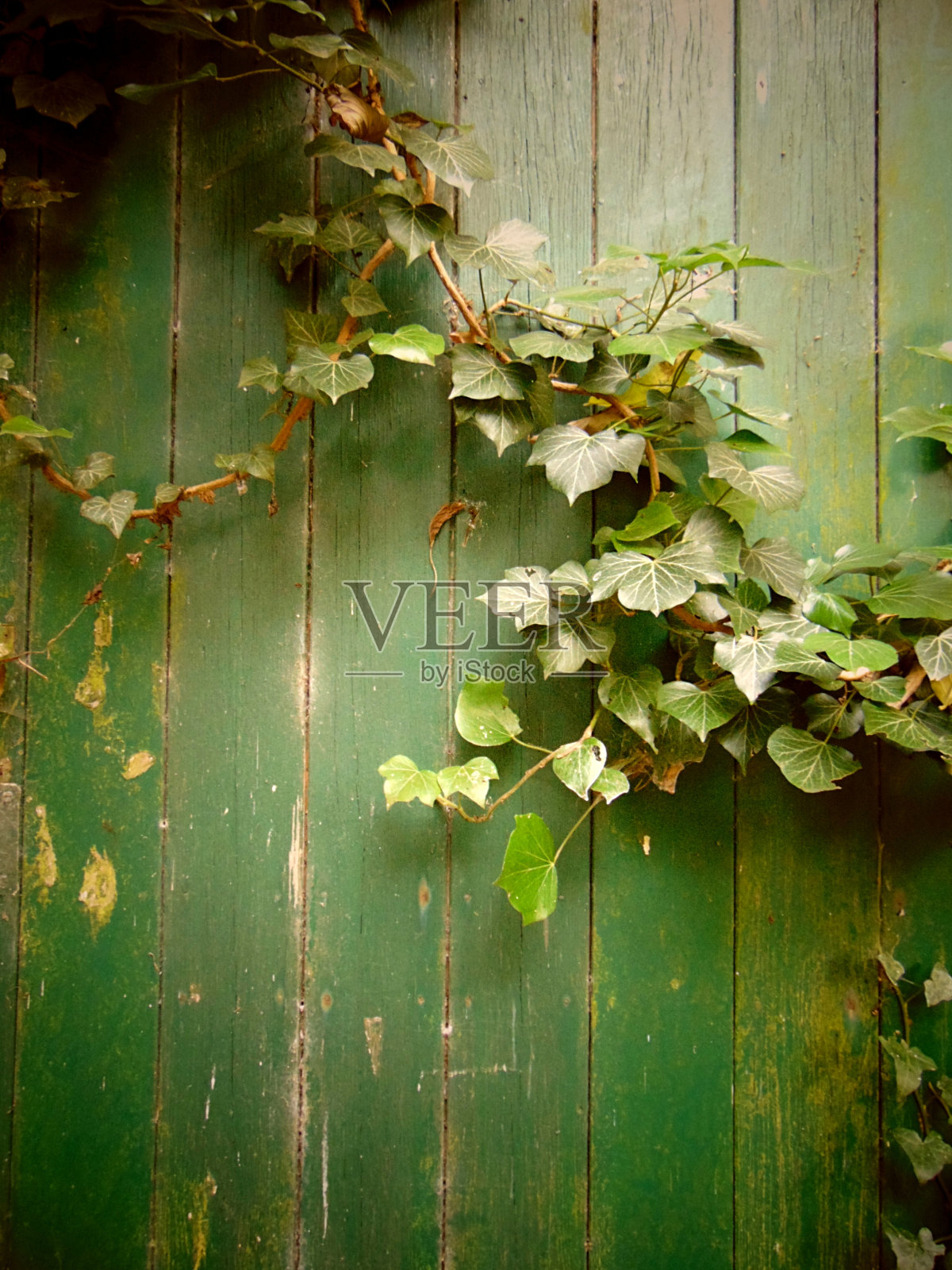 古老的绿色门被野常春藤覆盖着照片摄影图片