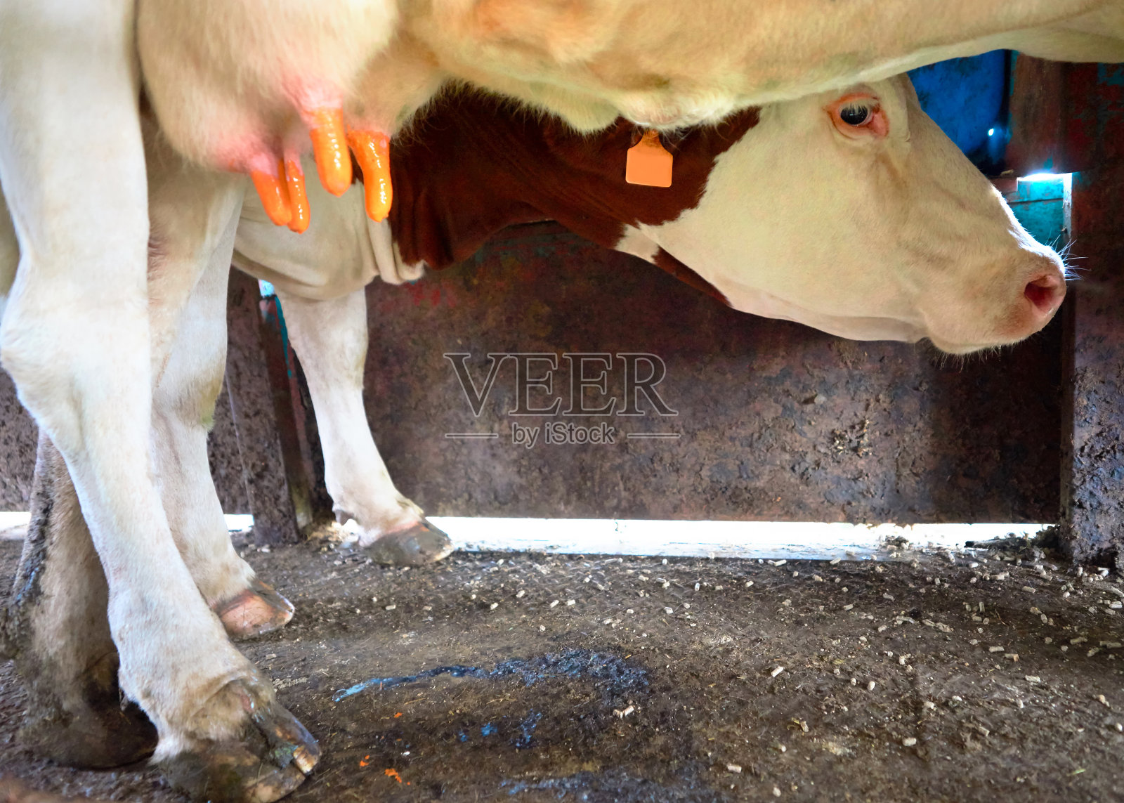 奶牛在挤奶前先排出脂肪照片摄影图片