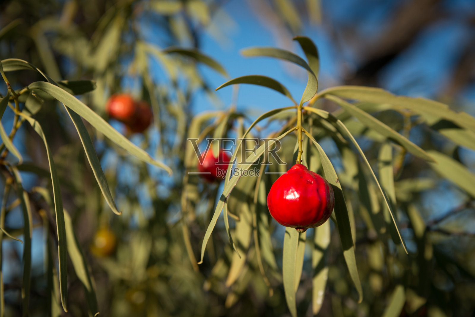 檀香，沙漠灌木塔雀桃泉。澳大利亚natine水果照片摄影图片