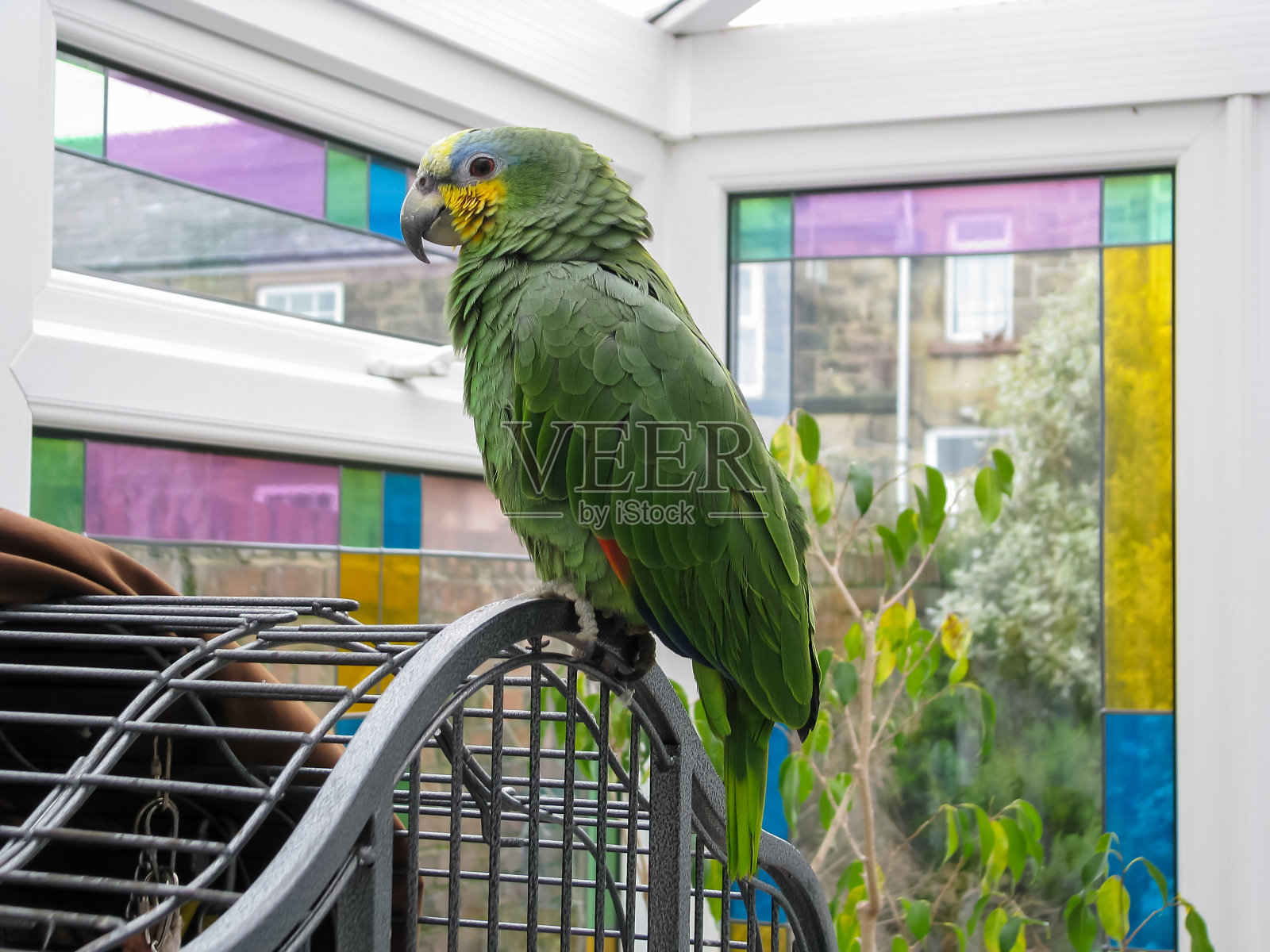 亚马逊的鹦鹉在彩色玻璃阳光房里。宠物鸟。照片摄影图片