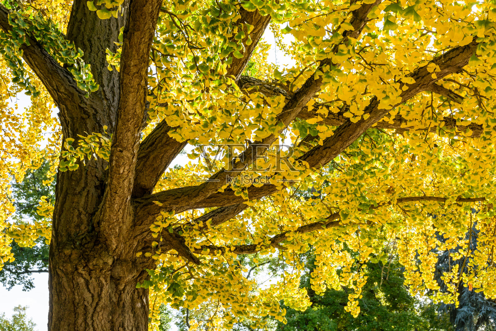 在秋天有黄色叶子的银杏树照片摄影图片