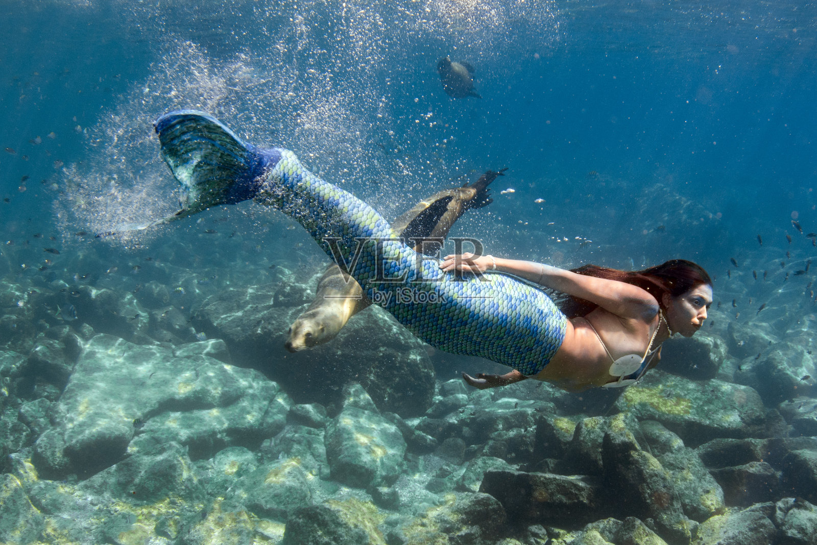 美人鱼和一只海豹在深蓝色的海里游泳照片摄影图片