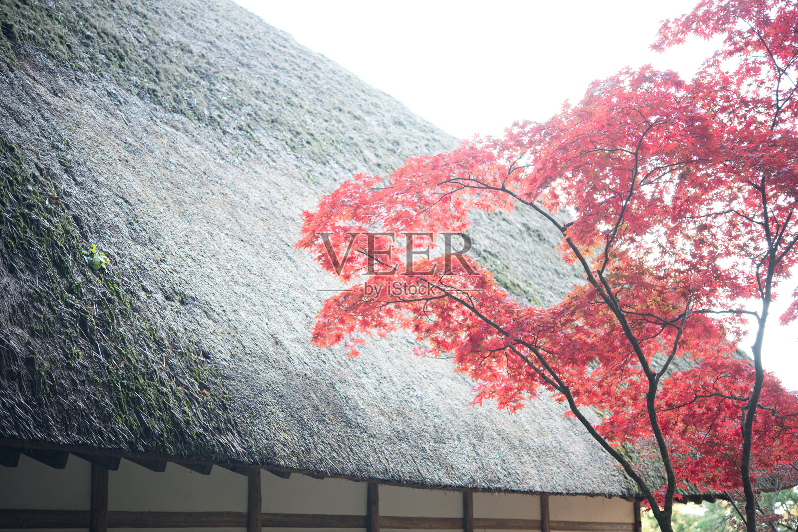 日本枫树。照片摄影图片