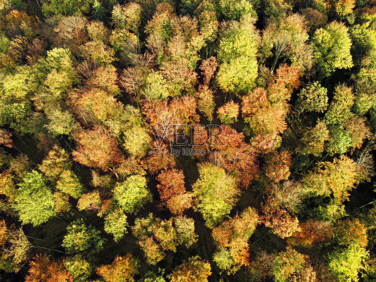 从上面看秋天的森林。照片摄影图片