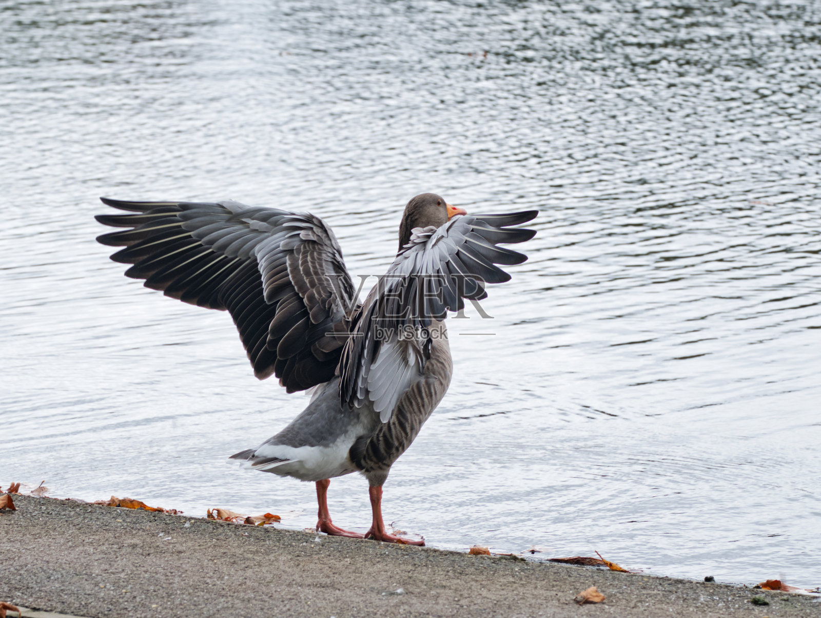 灰鹅在英国湖边晒翅膀照片摄影图片