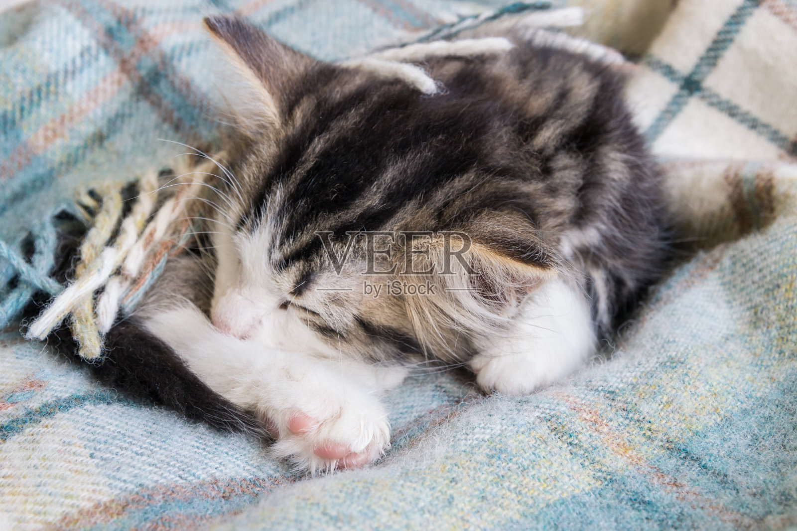 小猫睡在羊毛毯子里照片摄影图片