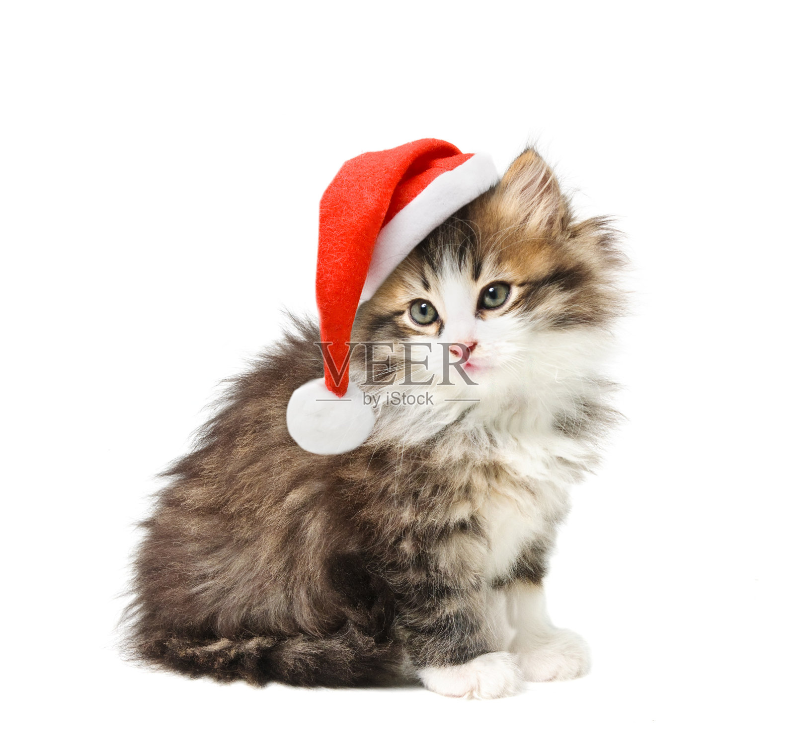 小猫戴着圣诞老人的红帽子照片摄影图片