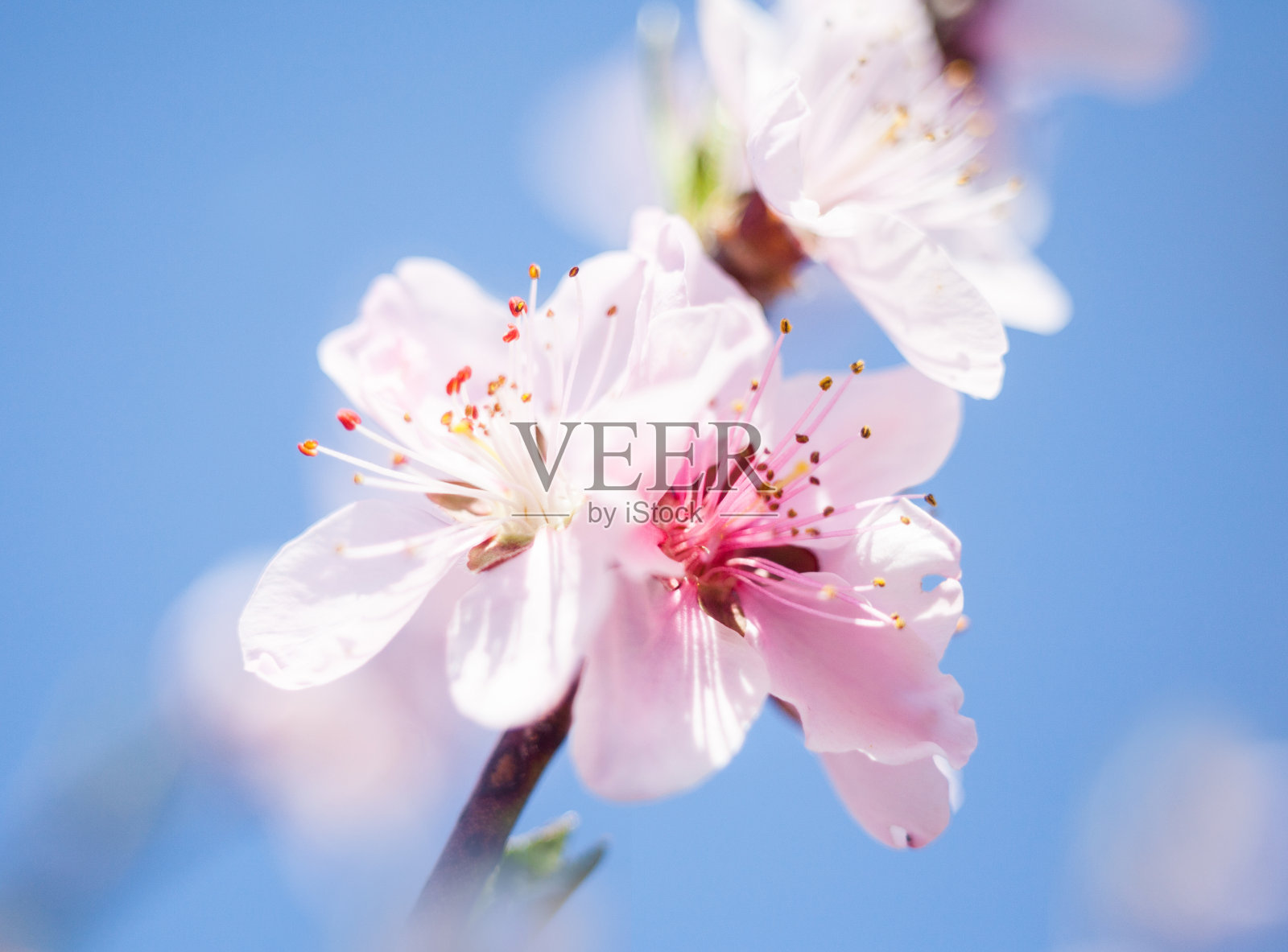 桃树花照片摄影图片