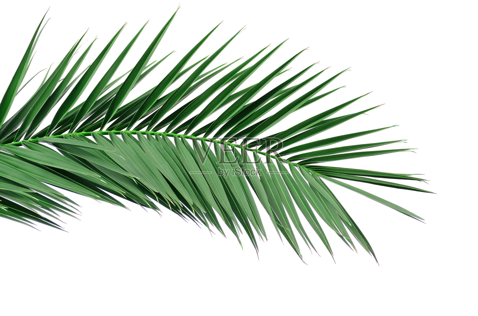 一棵棕榈树的绿叶。孤立在白色背景上。照片摄影图片