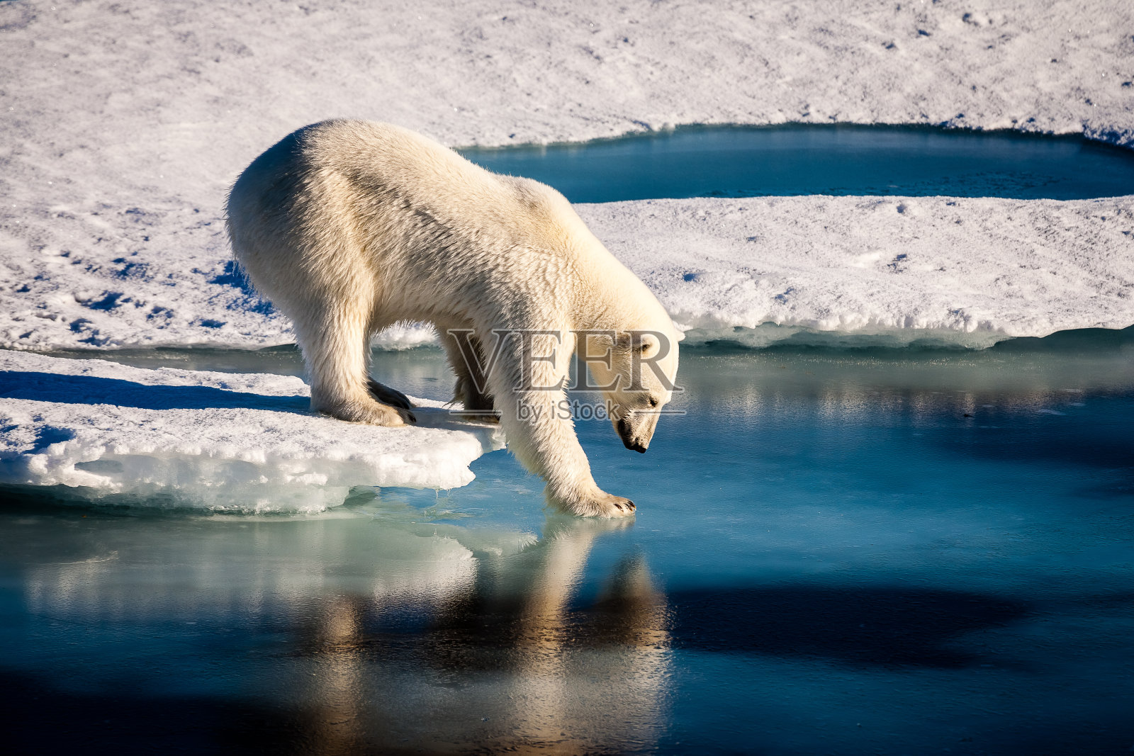 威严的北极熊触摸海面照片摄影图片
